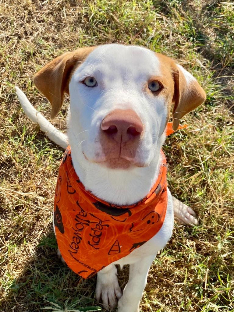 Enlarge Bowie, a Adoptable Hound in New Braunfels, TX image 1/6