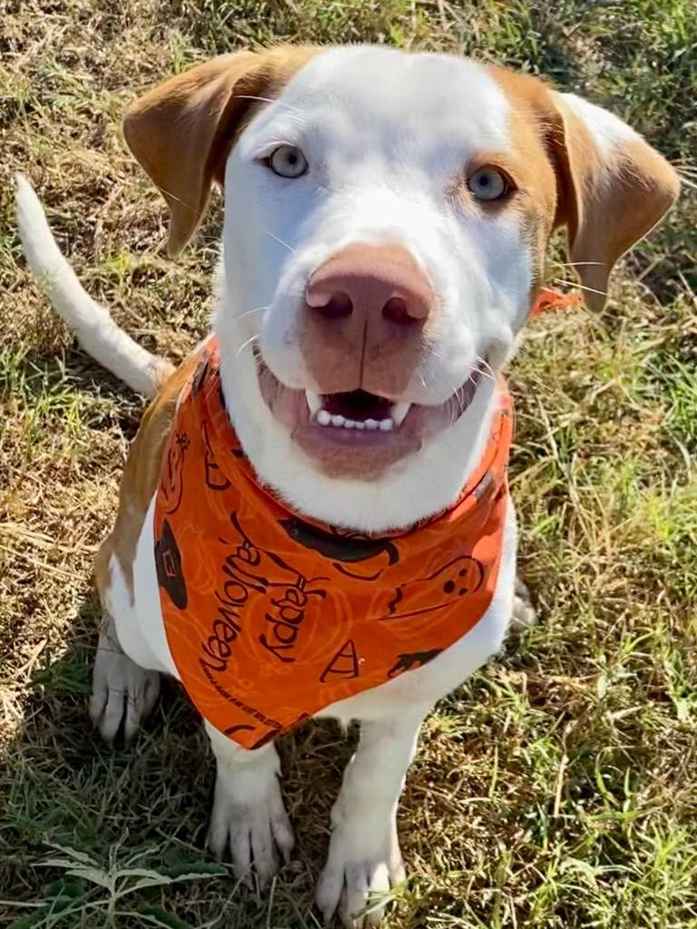 Enlarge Bowie, a Adoptable Hound in New Braunfels, TX image 2/6