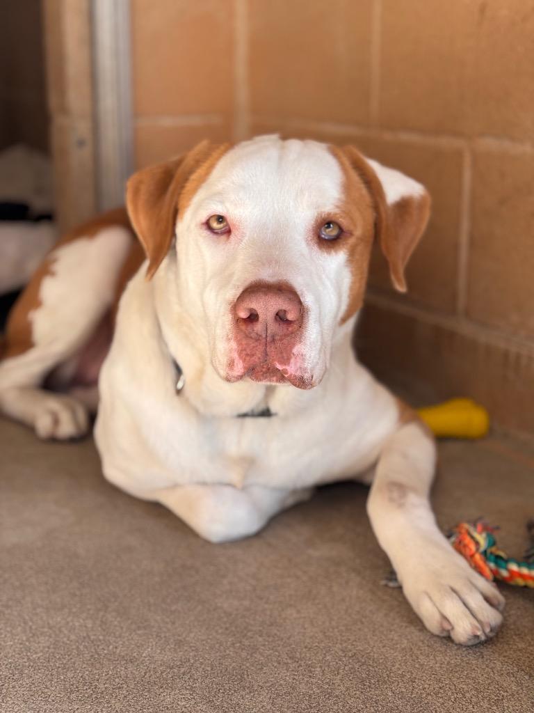 Enlarge Bowie, a Adoptable Hound in New Braunfels, TX image 4/6