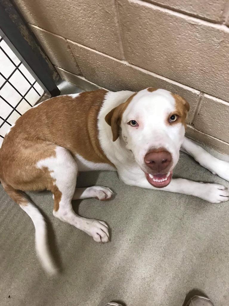 Enlarge Bowie, a Adoptable Hound in New Braunfels, TX image 5/6