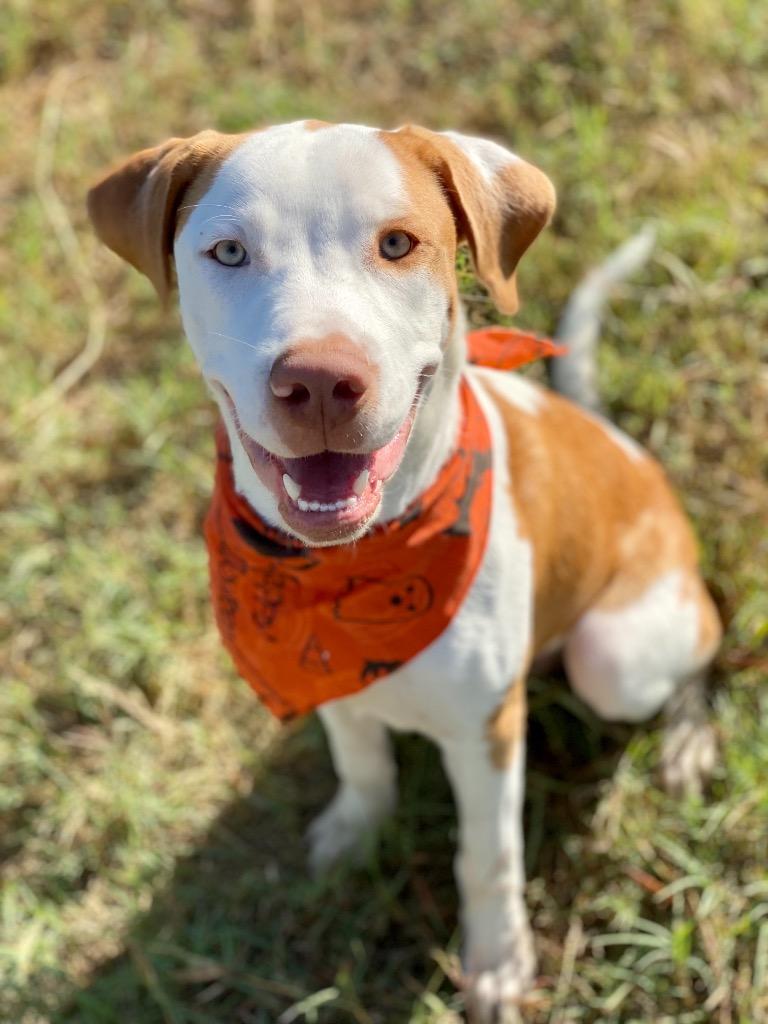 Enlarge Bowie, a Adoptable Hound in New Braunfels, TX image 6/6