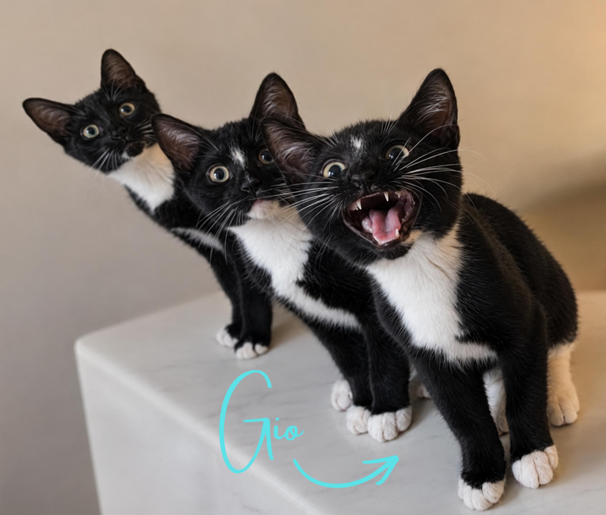 Gio The Gem, an adopted Domestic Short Hair in Washington Depot, CT image 5/6