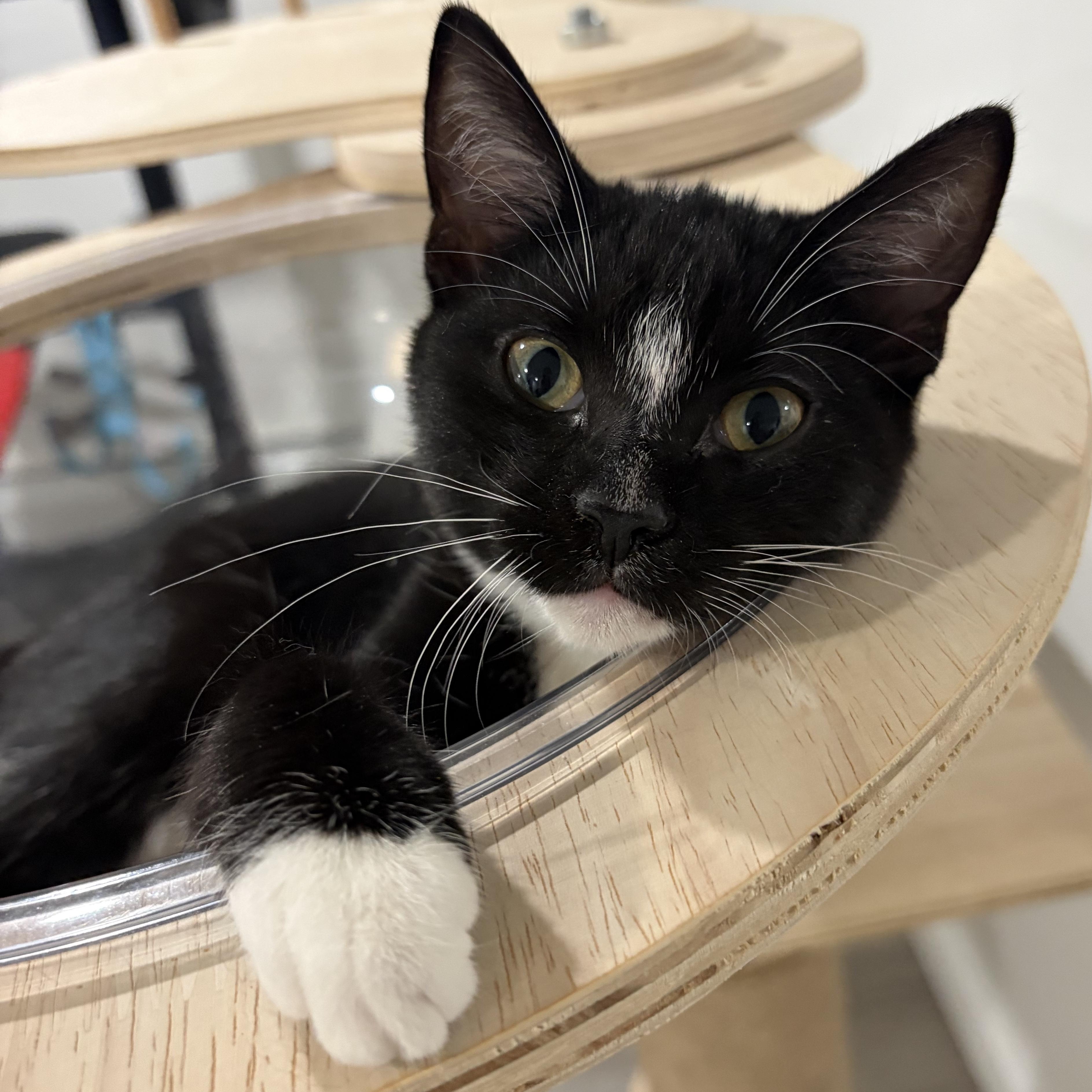 Gio The Gem, adopted, Kitten Male Domestic Short Hair.