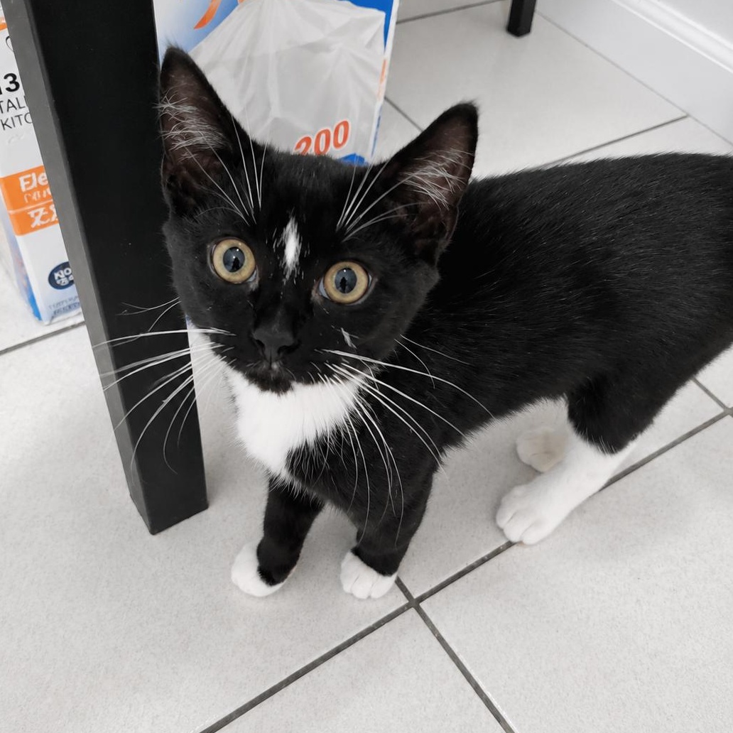 Gio The Gem, an adopted Domestic Short Hair in Washington Depot, CT image 4/6