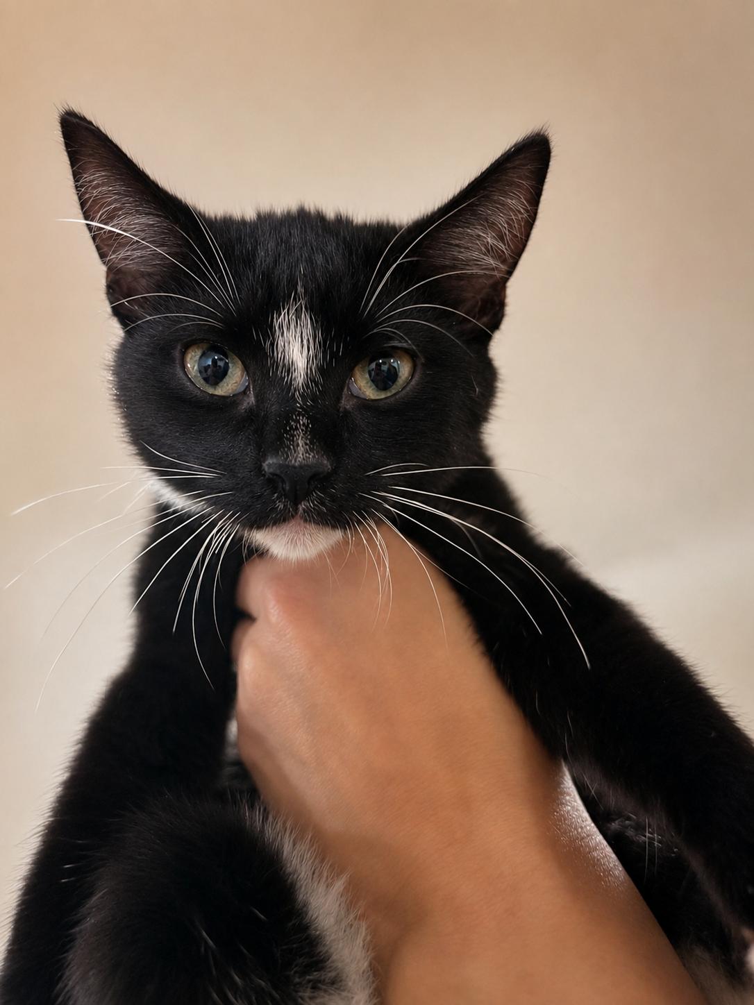 Gio The Gem, an adopted Domestic Short Hair in Washington Depot, CT image 2/6