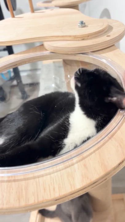 Enlarge Gio The Gem, an adopted Domestic Short Hair in Washington Depot, CT video 6/6