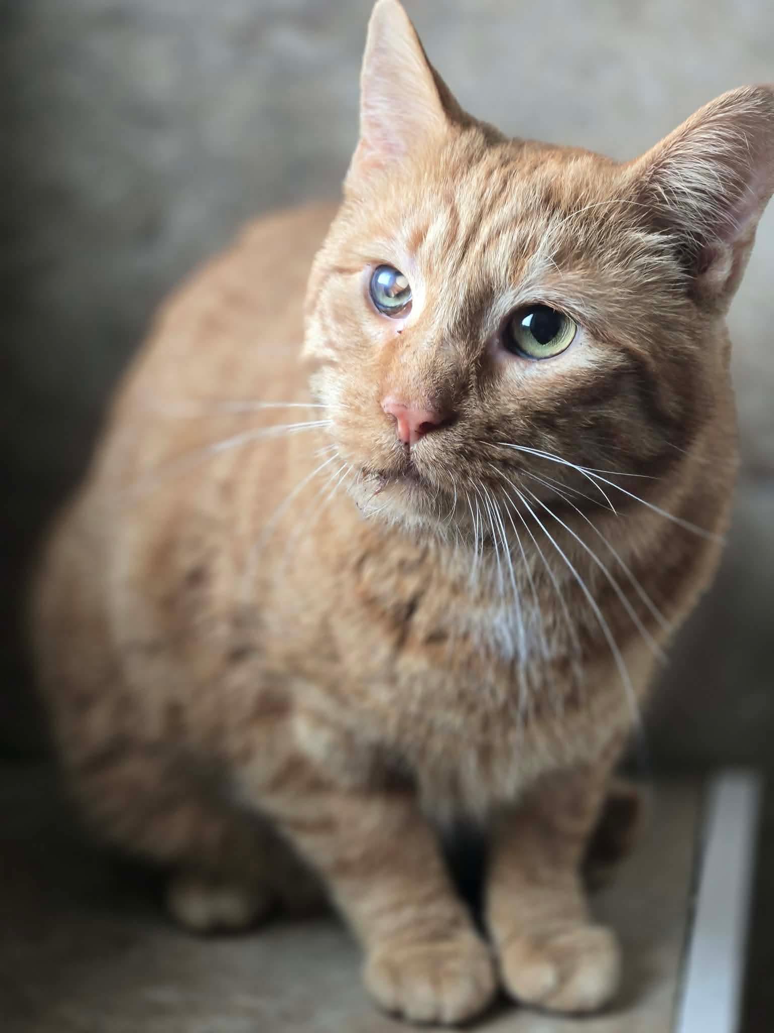 Nash, Adopted, Adult Male Tabby & Domestic Short Hair.