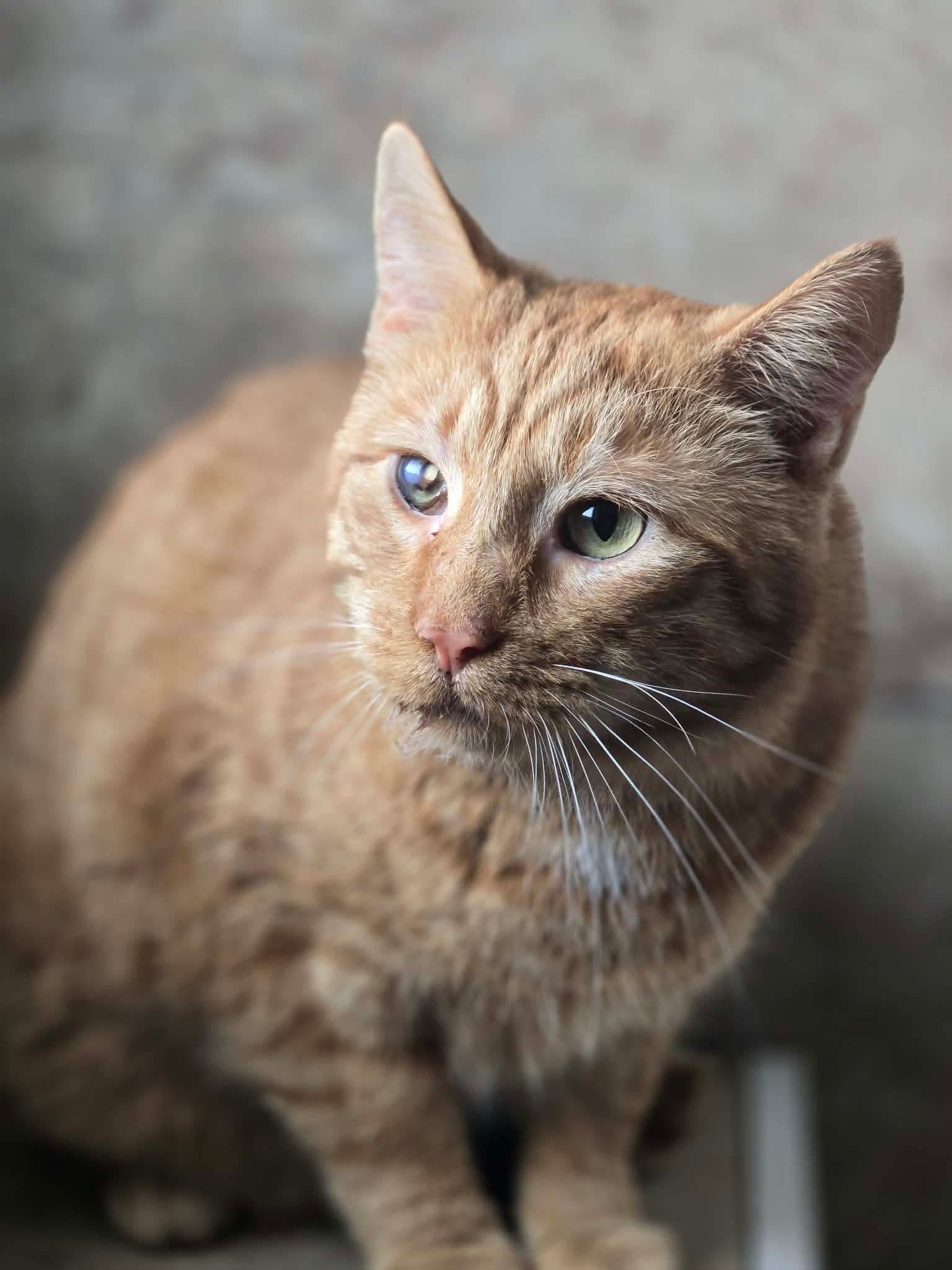 Enlarge Nash, a Adopted mixed breed in Greensburg, PA image 5/5