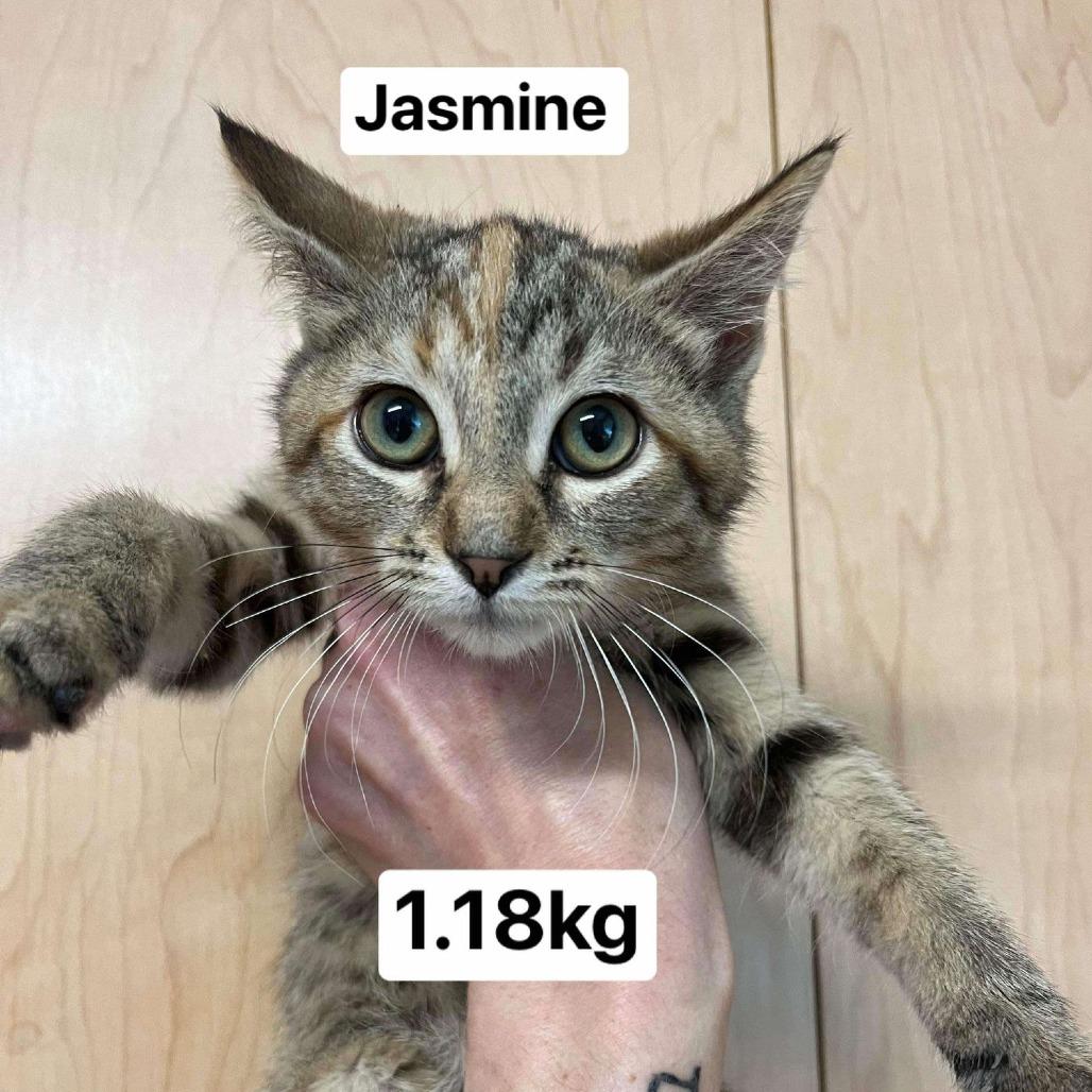 Jasmine — thumbnail 2