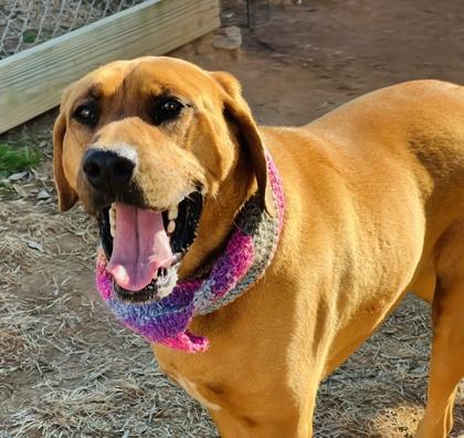 Taffy $85 Fostered, Adoptable, Adult Female Bloodhound & Mixed Breed.