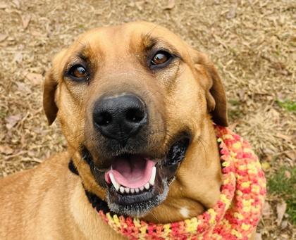 Enlarge Taffy $85 Fostered, a Adoptable mixed breed in Seneca, SC image 2/3