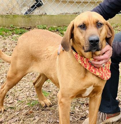 Enlarge Taffy $85 Fostered, a Adoptable mixed breed in Seneca, SC image 3/3