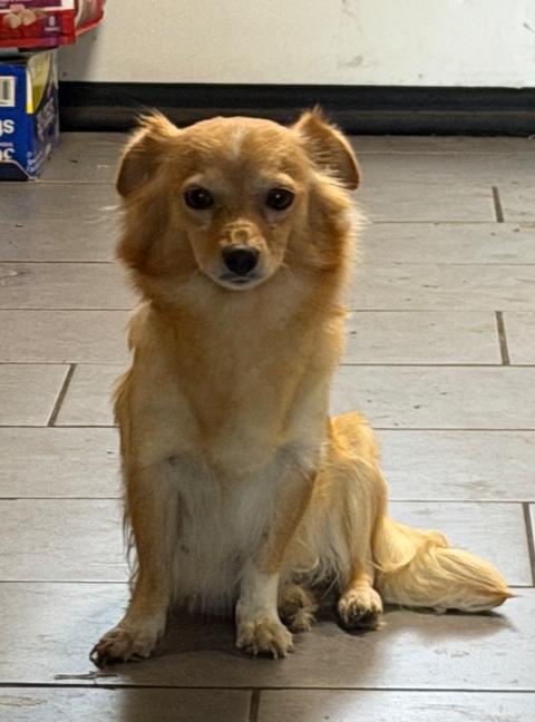 Pear, Adopted, Adult Female Chihuahua.