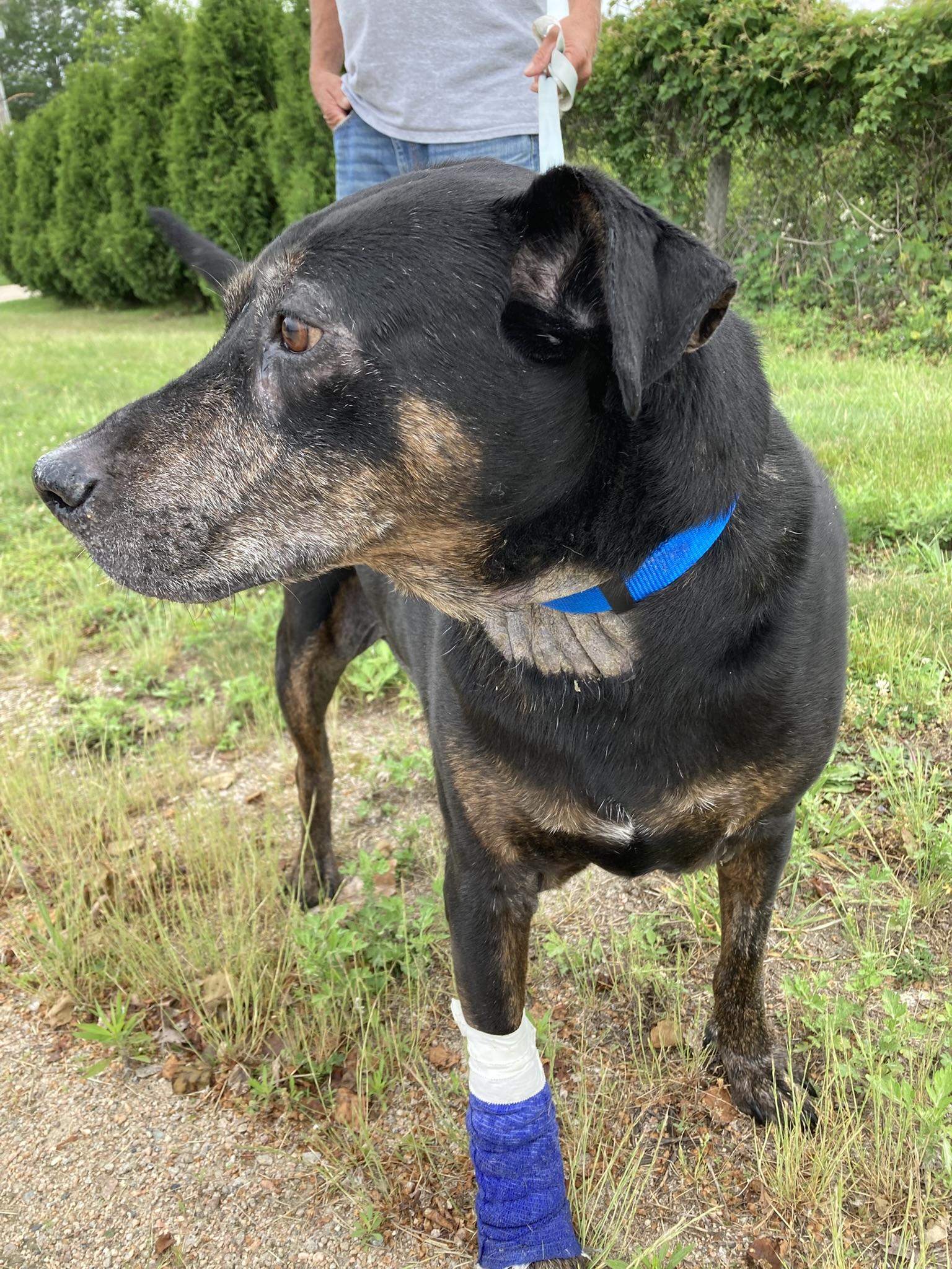 SMOKEY, Leg warmers are making a come back, an adoptable Labrador Retriever, Rottweiler in Westerly, RI, 02891 | Photo Image 1