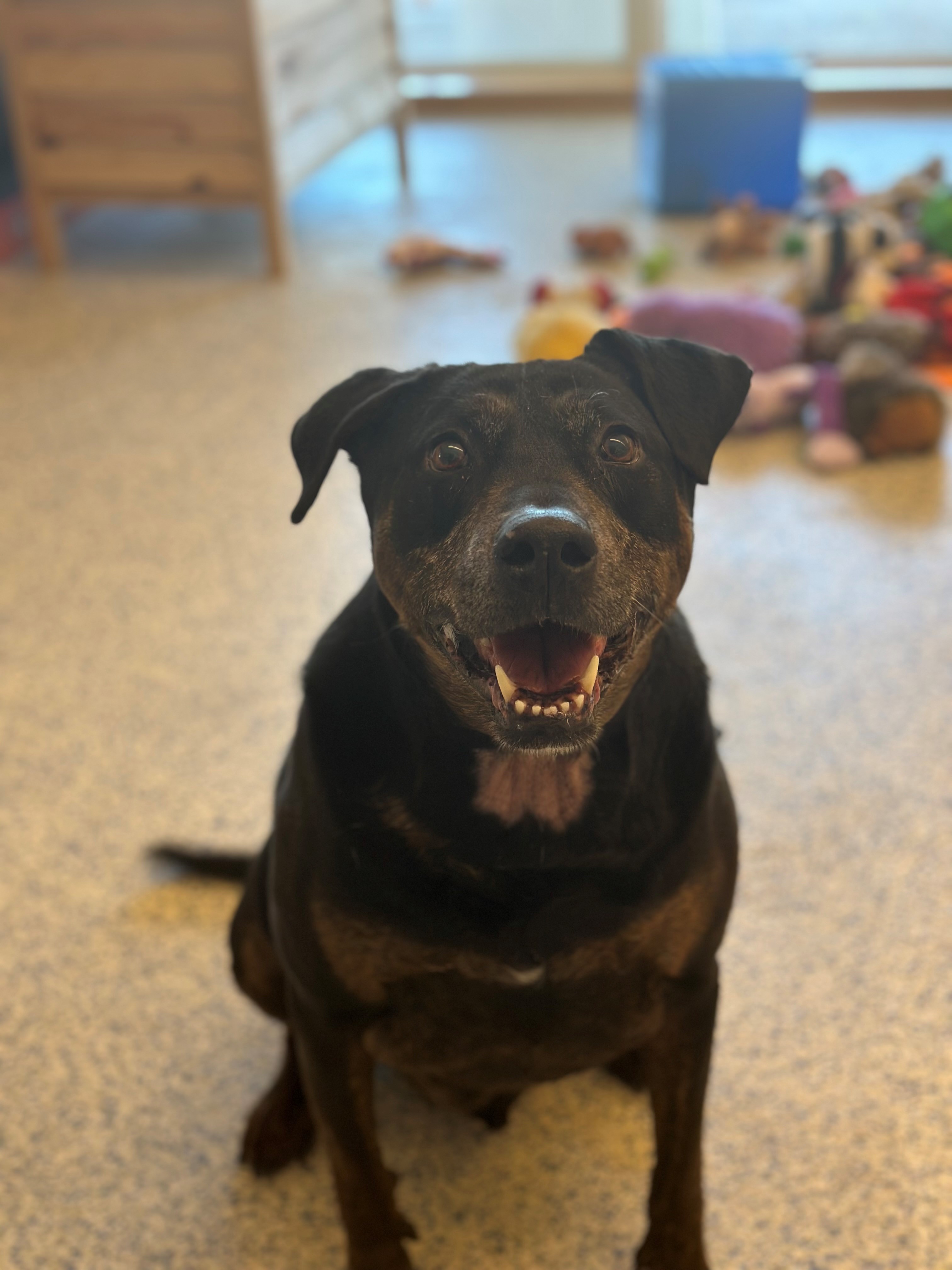 SMOKEY, my wrinkles tell a story, a Adoptable mixed breed image 3/3