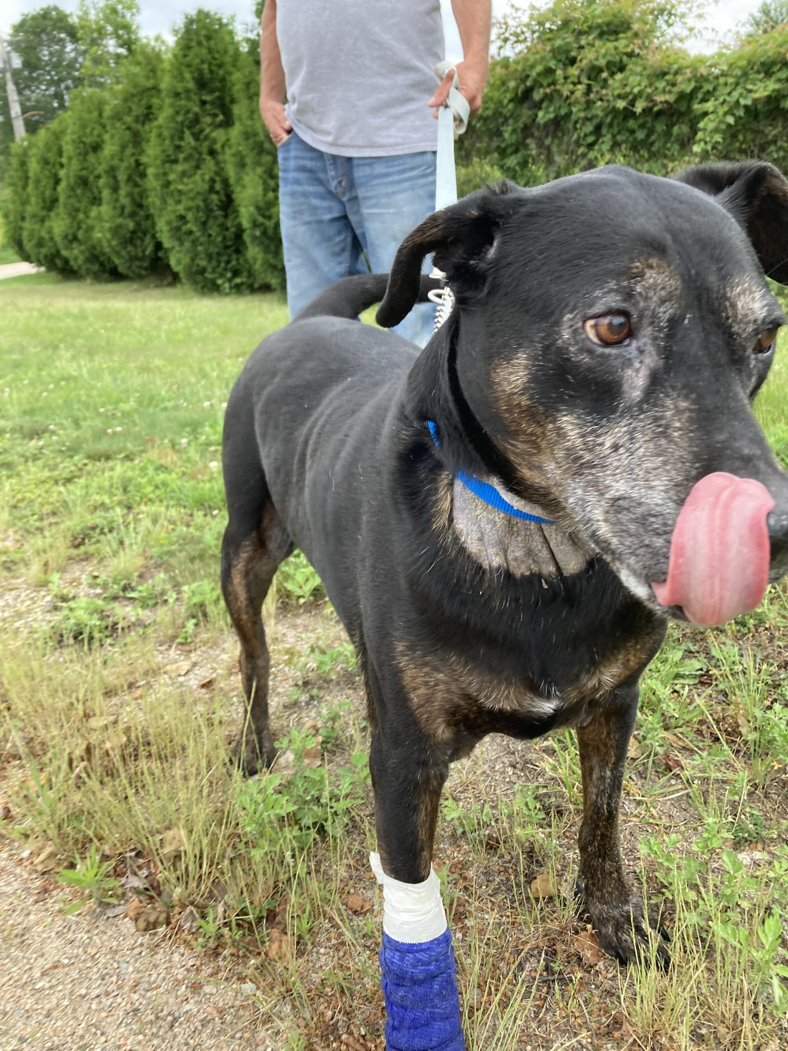 SMOKEY, Leg warmers are making a come back, an adoptable Labrador Retriever, Rottweiler in Westerly, RI, 02891 | Photo Image 3