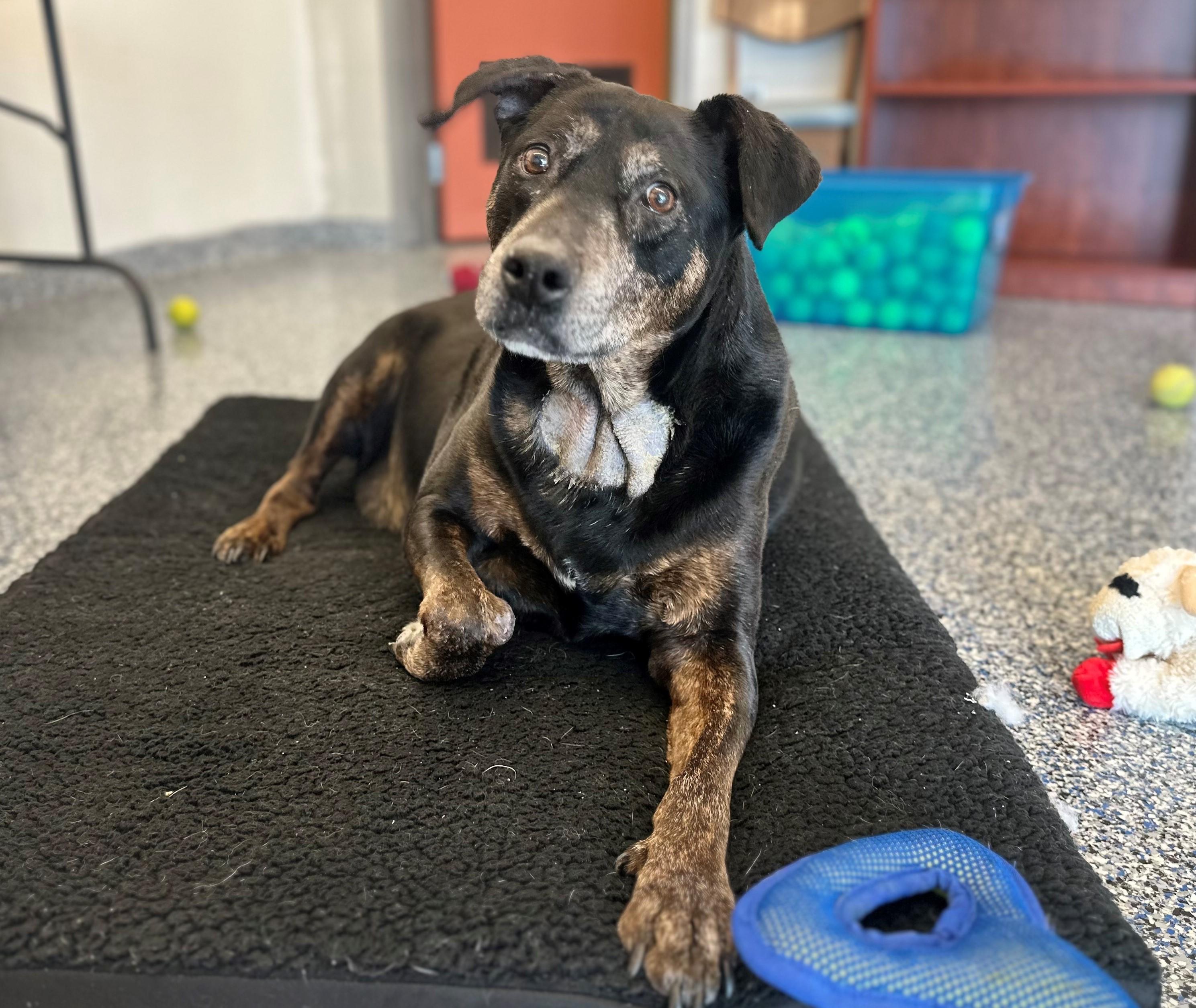 SMOKEY, my wrinkles tell a story, Adoptable, Senior Male Labrador Retriever & Rottweiler.