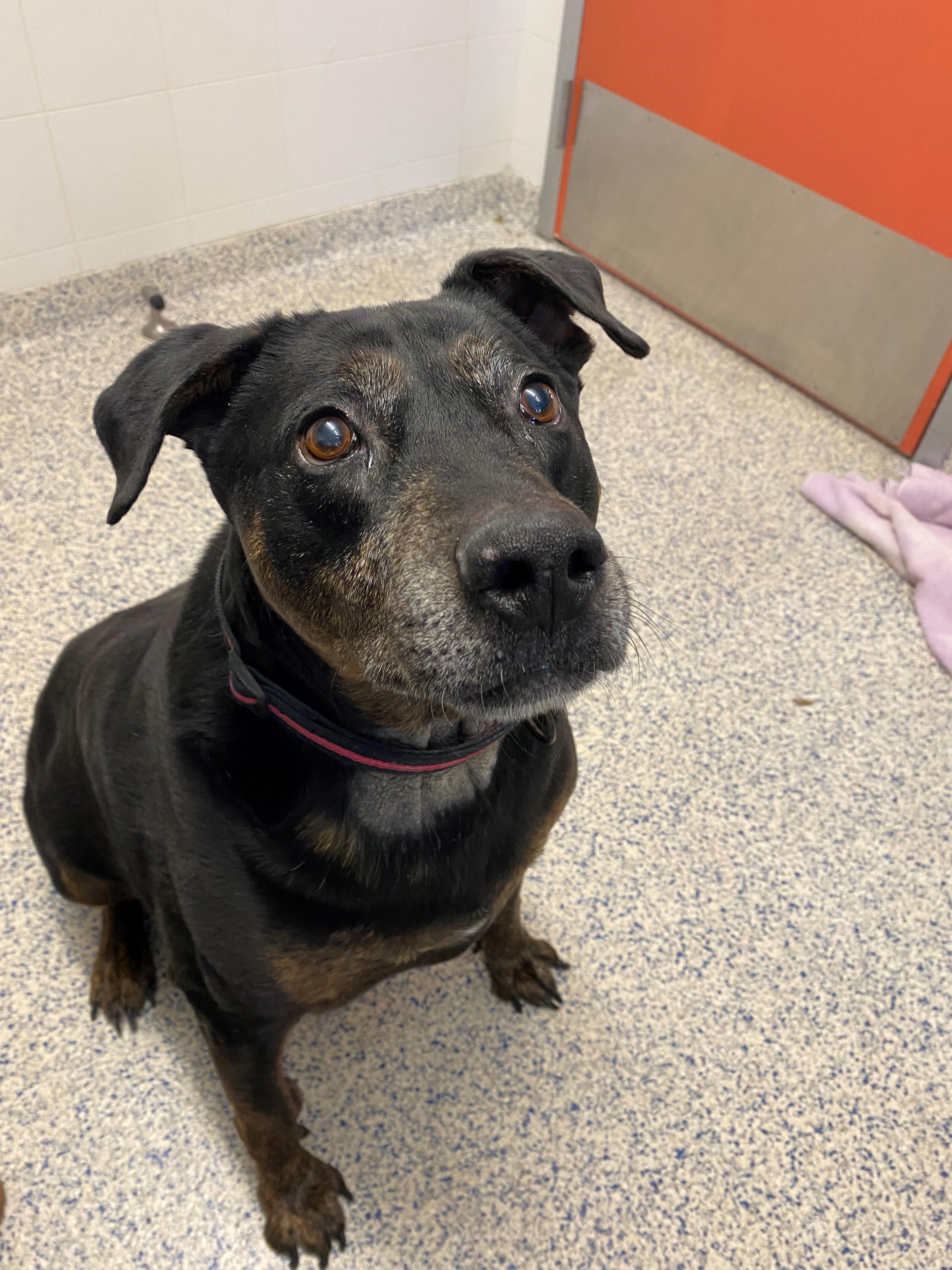 SMOKEY, Leg warmers are making a come back, an adoptable Labrador Retriever, Rottweiler in Westerly, RI, 02891 | Photo Image 6
