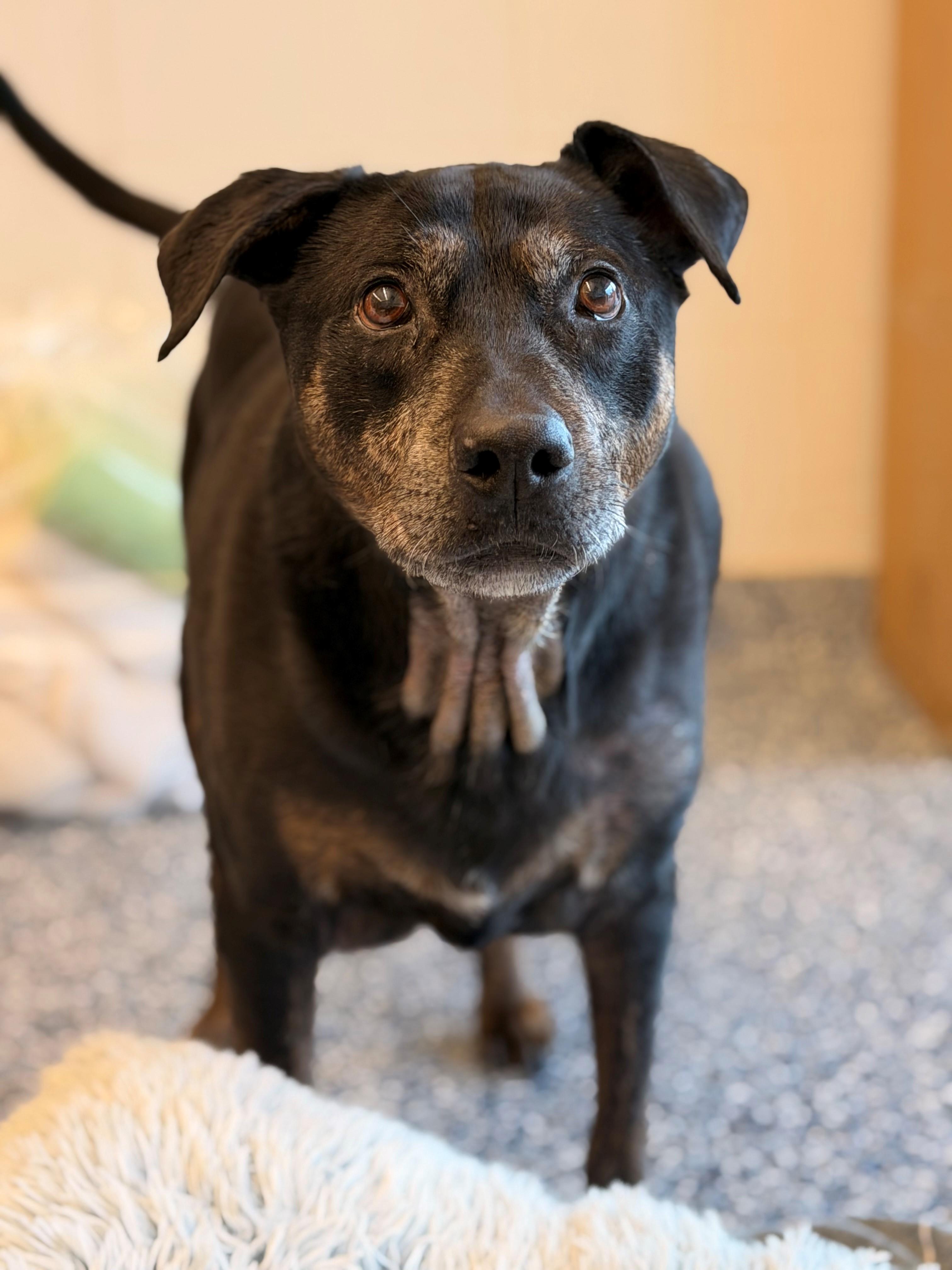 SMOKEY, my wrinkles tell a story, Adoptable, Senior Male Labrador Retriever & Rottweiler.