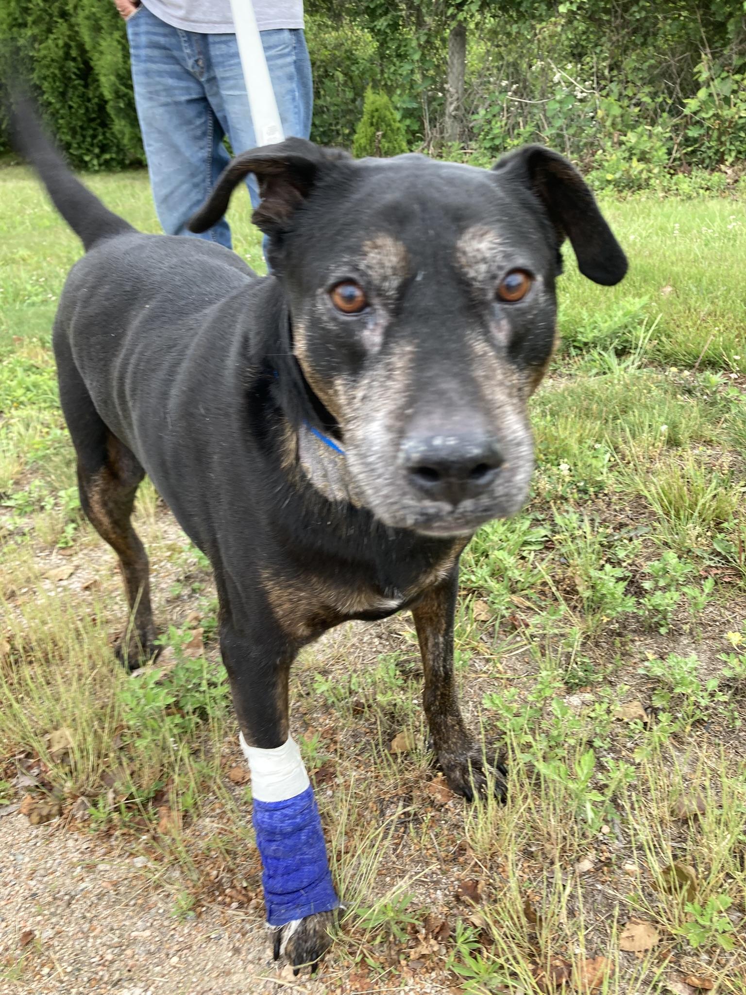 SMOKEY, Leg warmers are making a come back, an adoptable Labrador Retriever, Rottweiler in Westerly, RI, 02891 | Photo Image 2