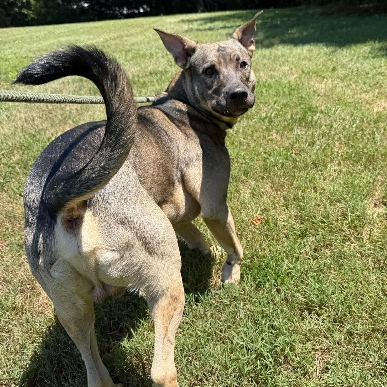 Chavalo, a ADOPTABLE mixed breed in Culpeper, VA image 2/2