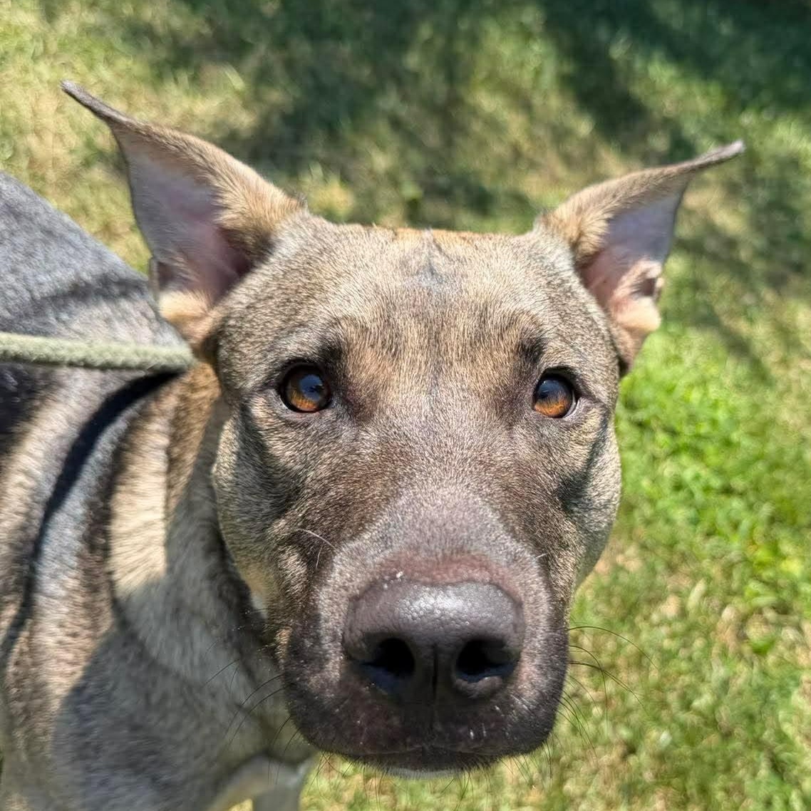 Chavalo, ADOPTABLE, Young Male Kishu.