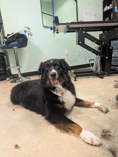 Jinu — thumbnail 2