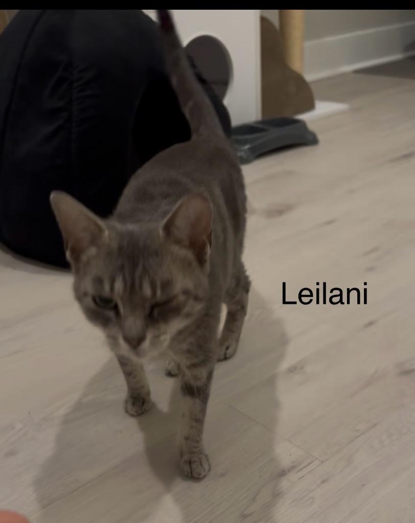 Melody, Adoptable, Young Female Domestic Short Hair.