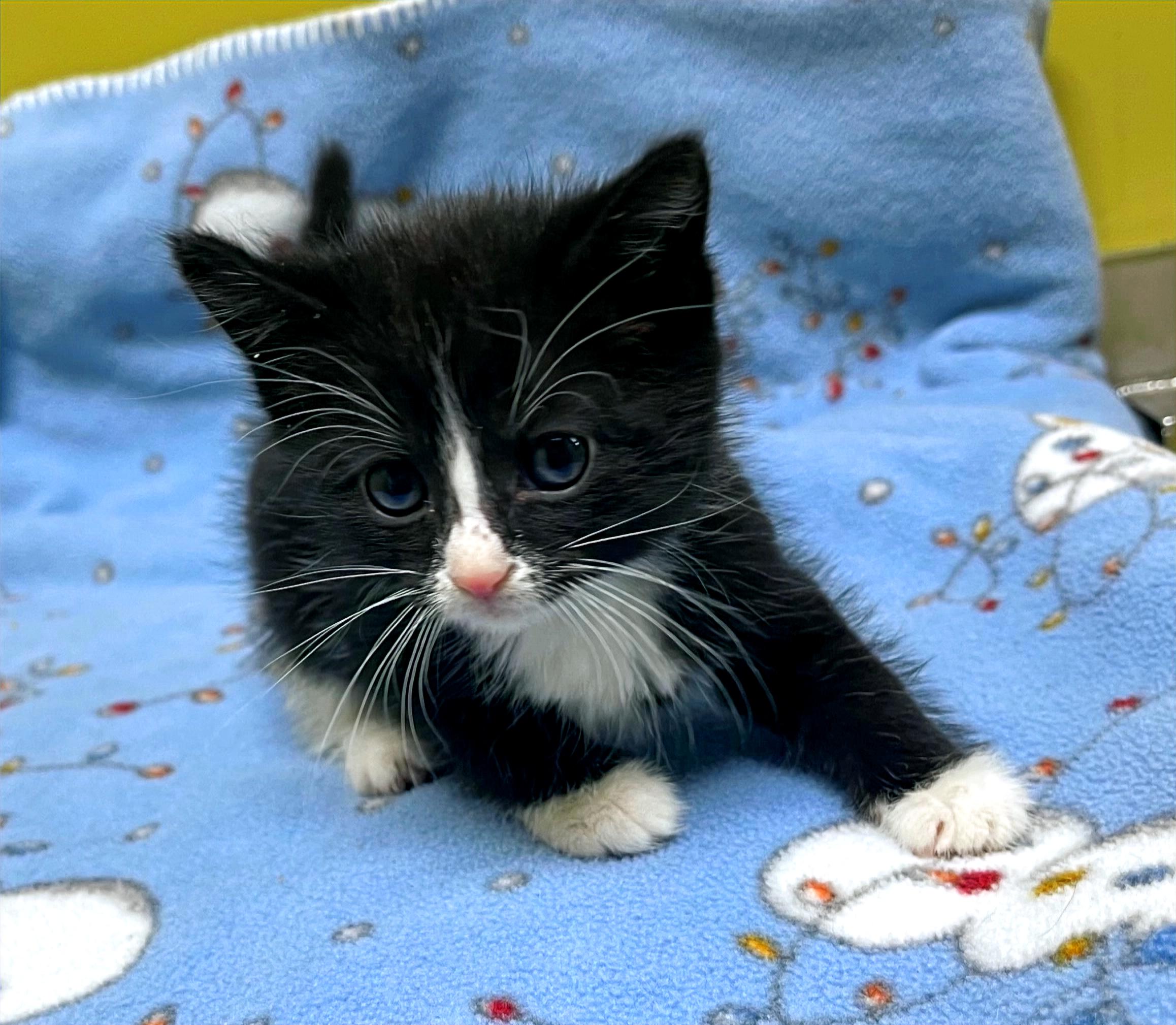 Starburst, a Adoptable Domestic Short Hair in Columbia, KY image 2/4