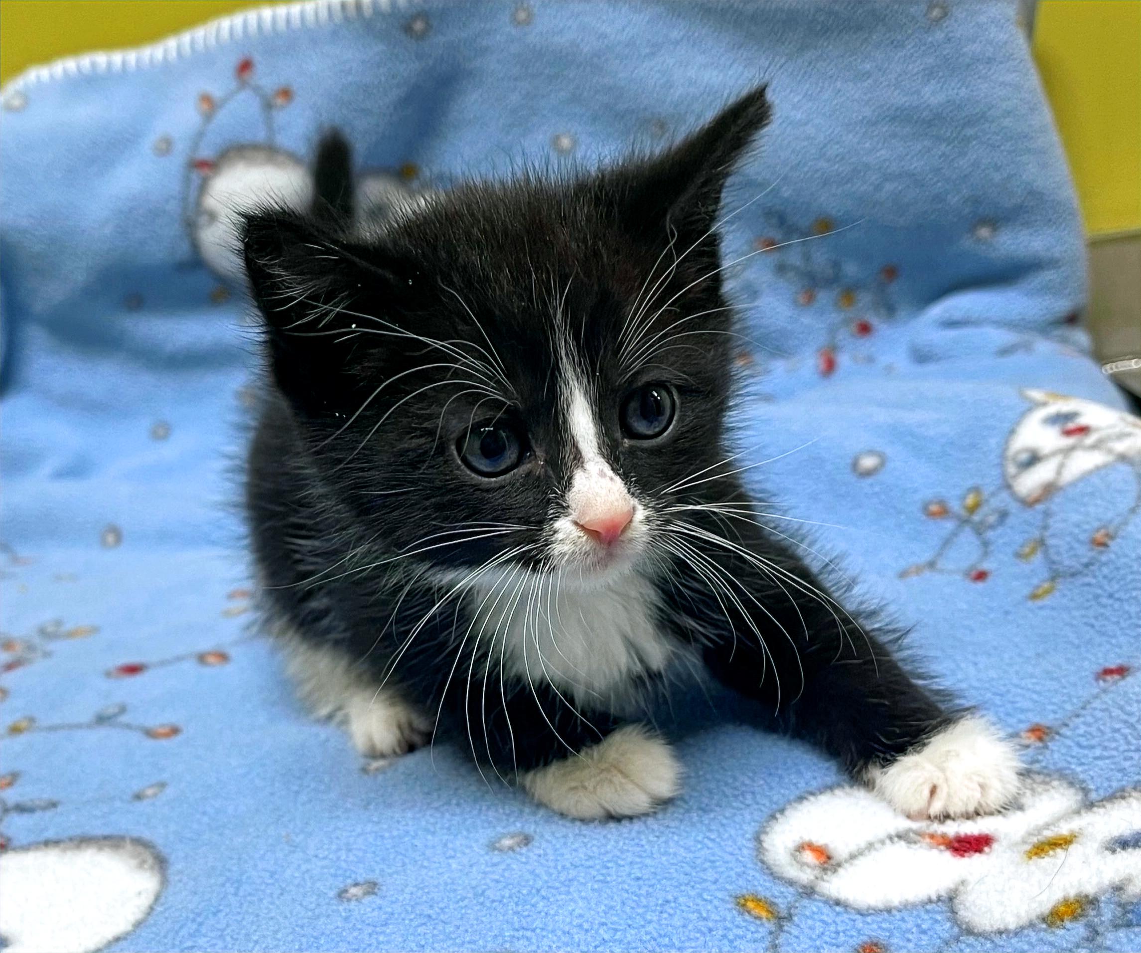 Starburst, a Adoptable Domestic Short Hair in Columbia, KY image 1/4