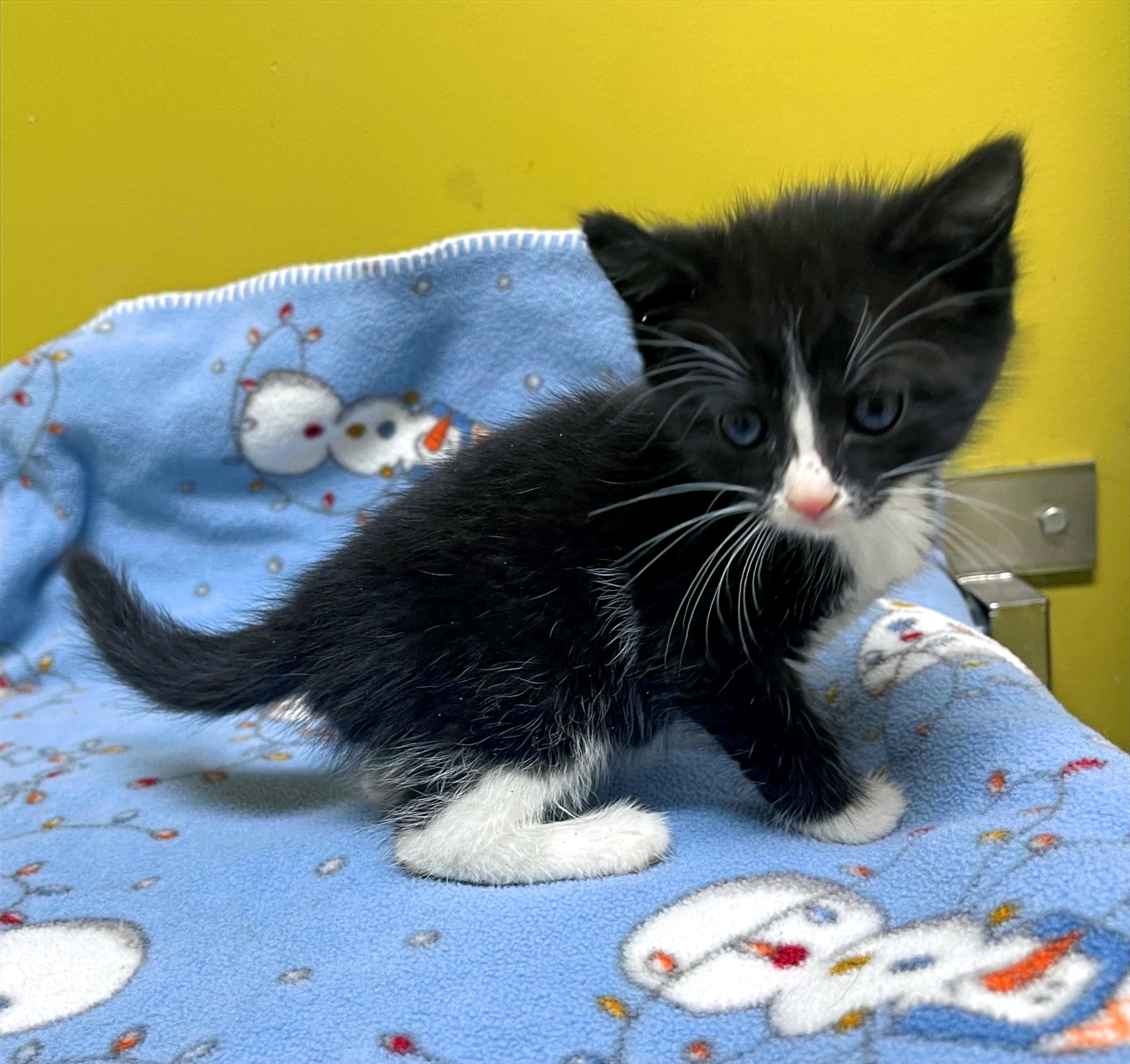 Starburst, a Adoptable Domestic Short Hair in Columbia, KY image 3/4