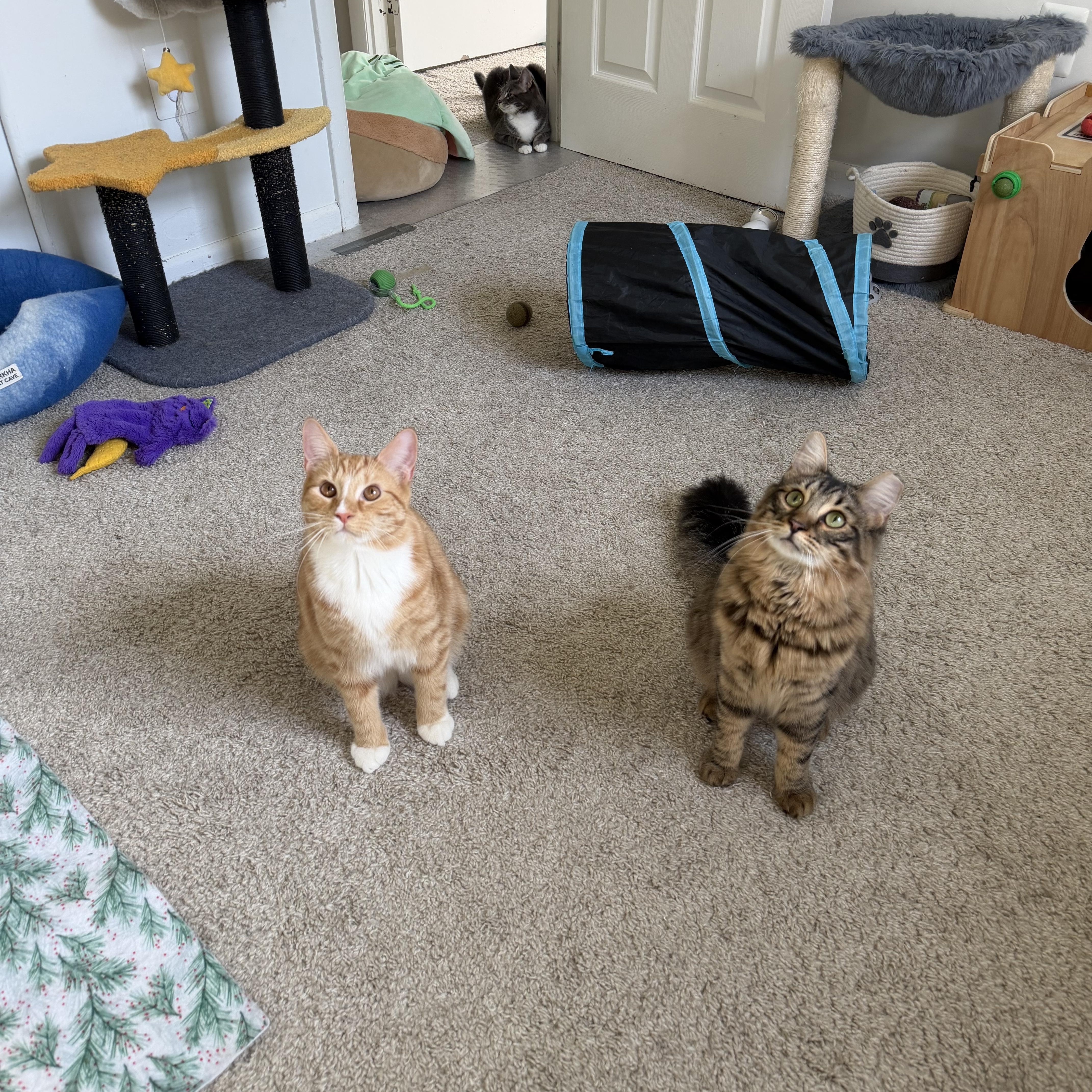 Enlarge Venus, a Adoptable Domestic Medium Hair in Beltsville, MD image 6/6