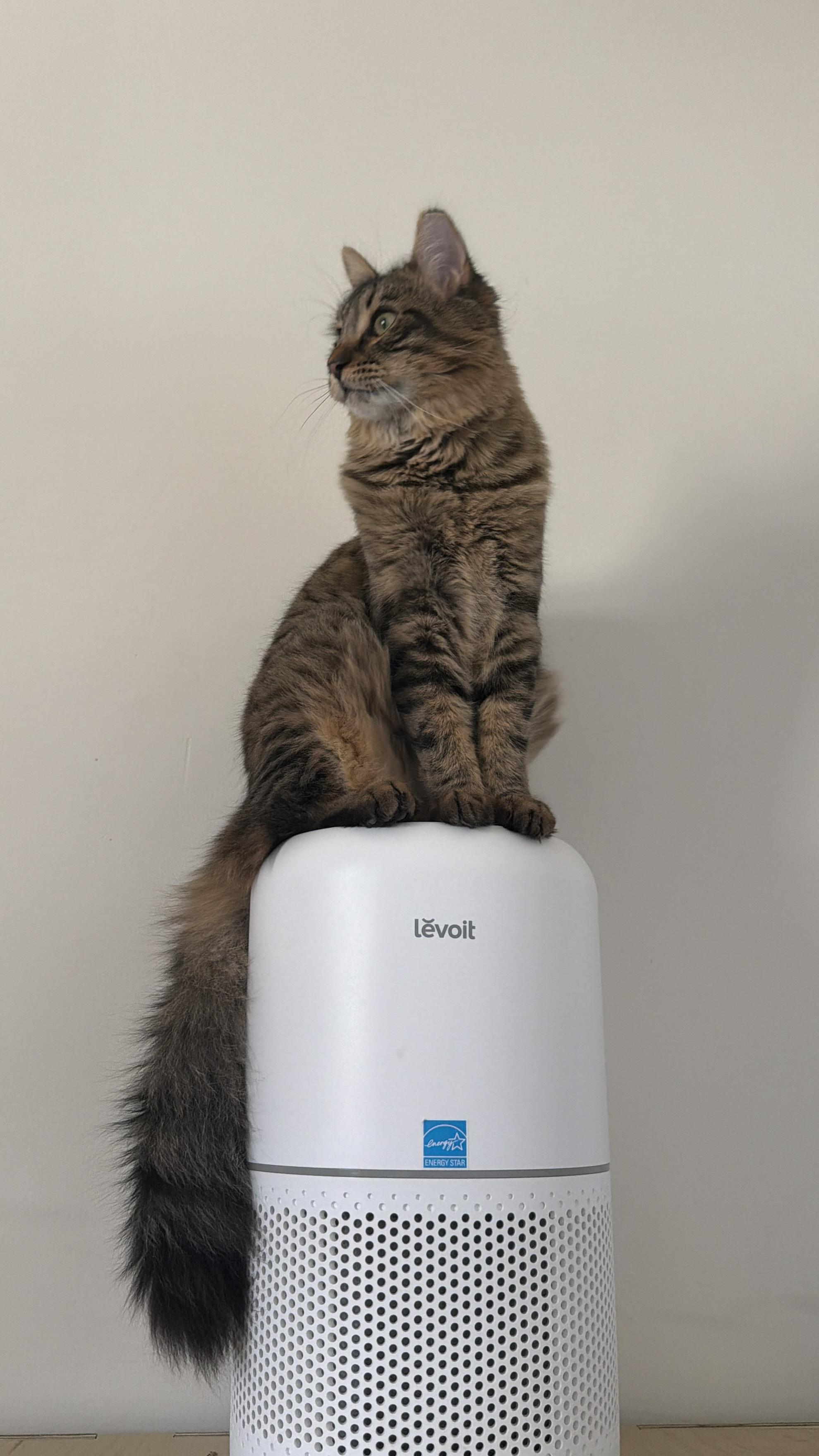 Enlarge Venus, a Adoptable Domestic Medium Hair in Beltsville, MD image 3/6