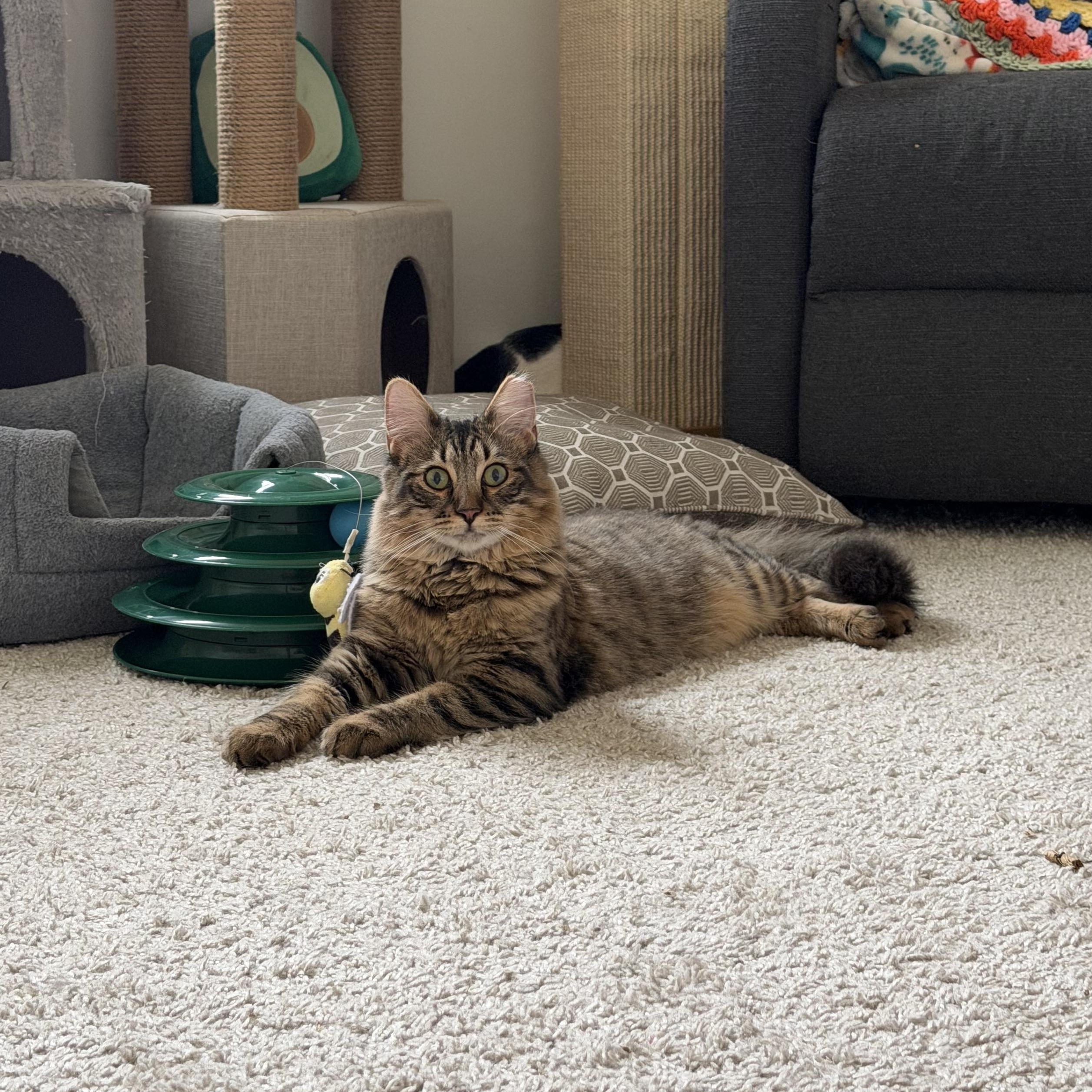 Venus, Adoptable, Kitten Female Domestic Medium Hair.