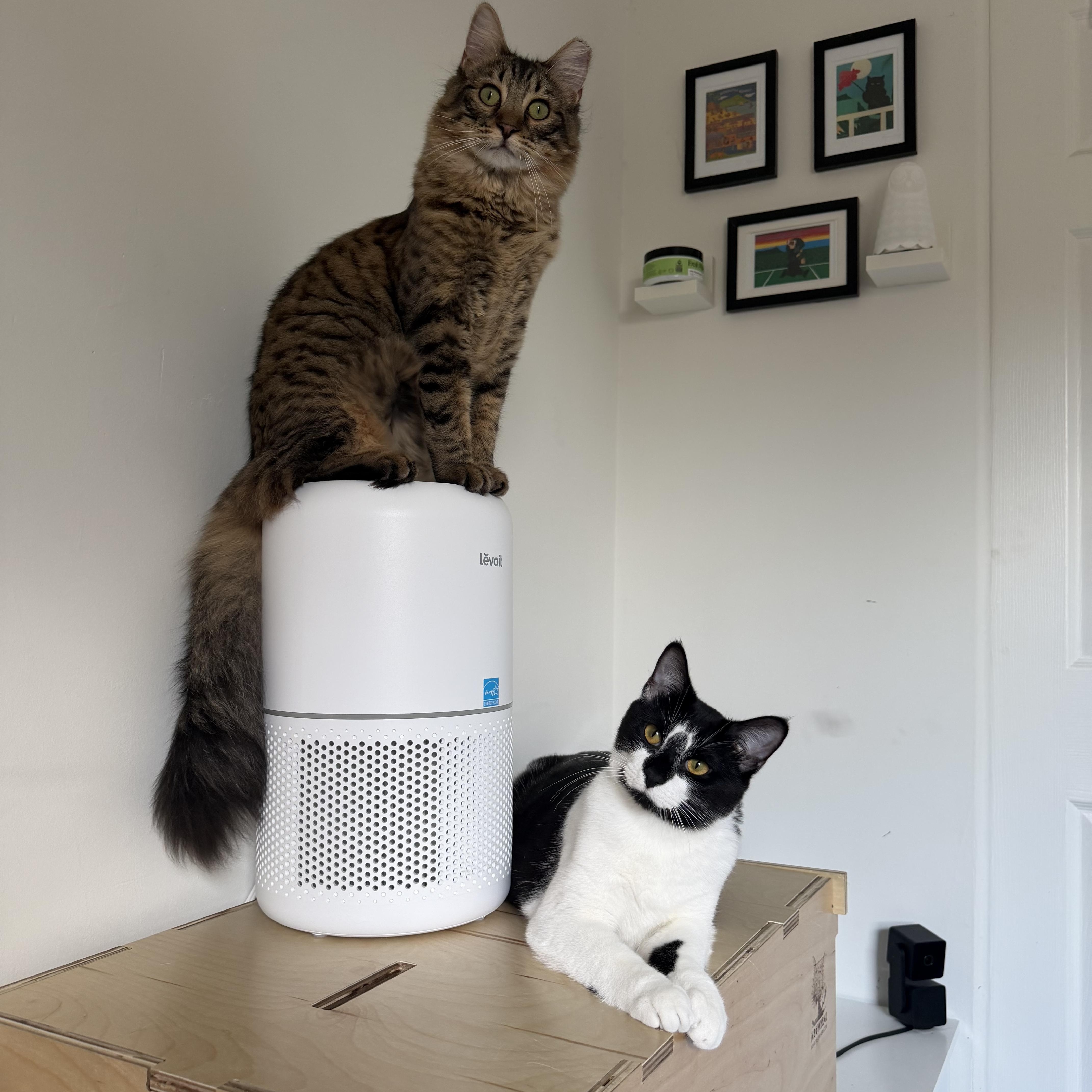 Enlarge Venus, a Adoptable Domestic Medium Hair in Beltsville, MD image 5/6