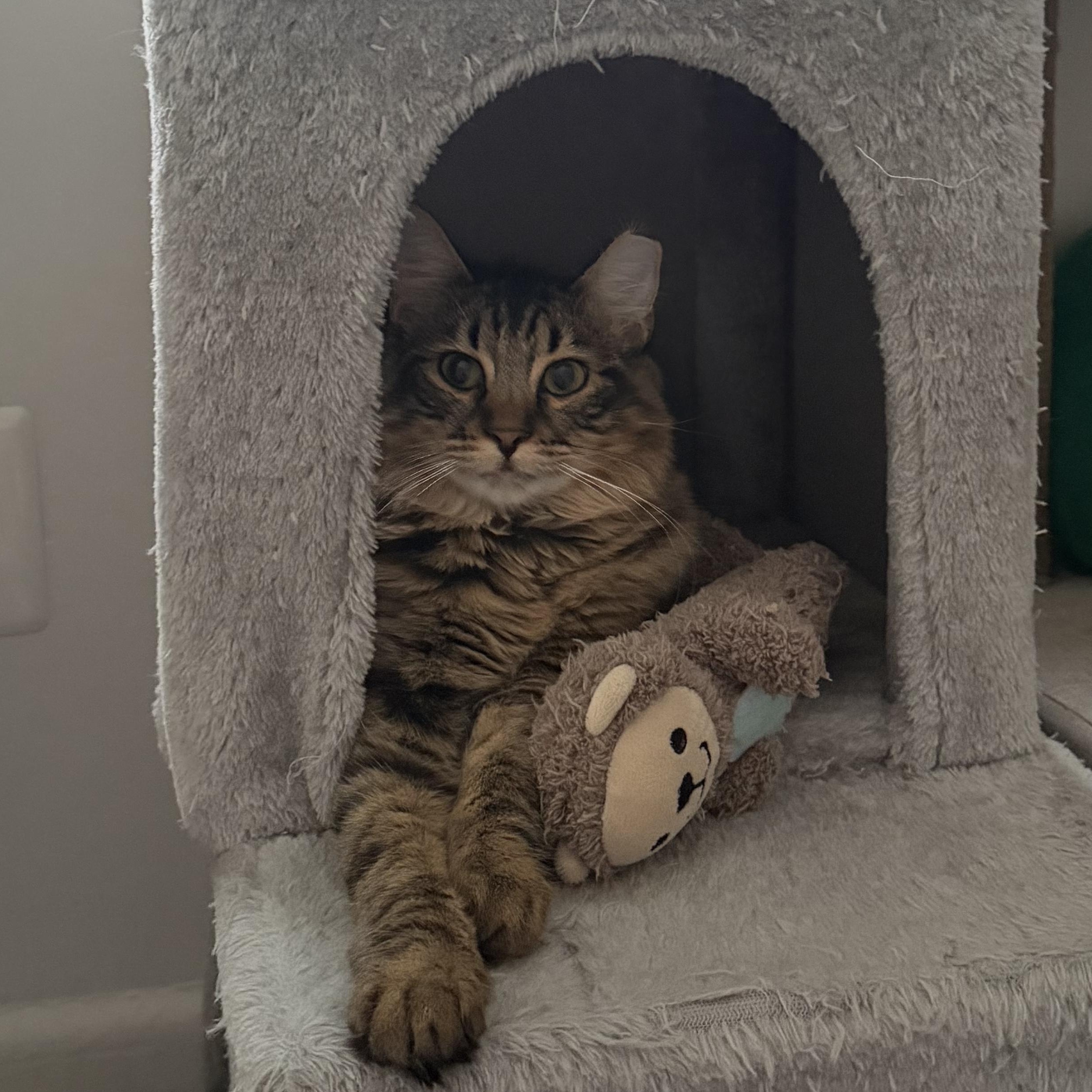 Enlarge Venus, a Adoptable Domestic Medium Hair in Beltsville, MD image 4/6