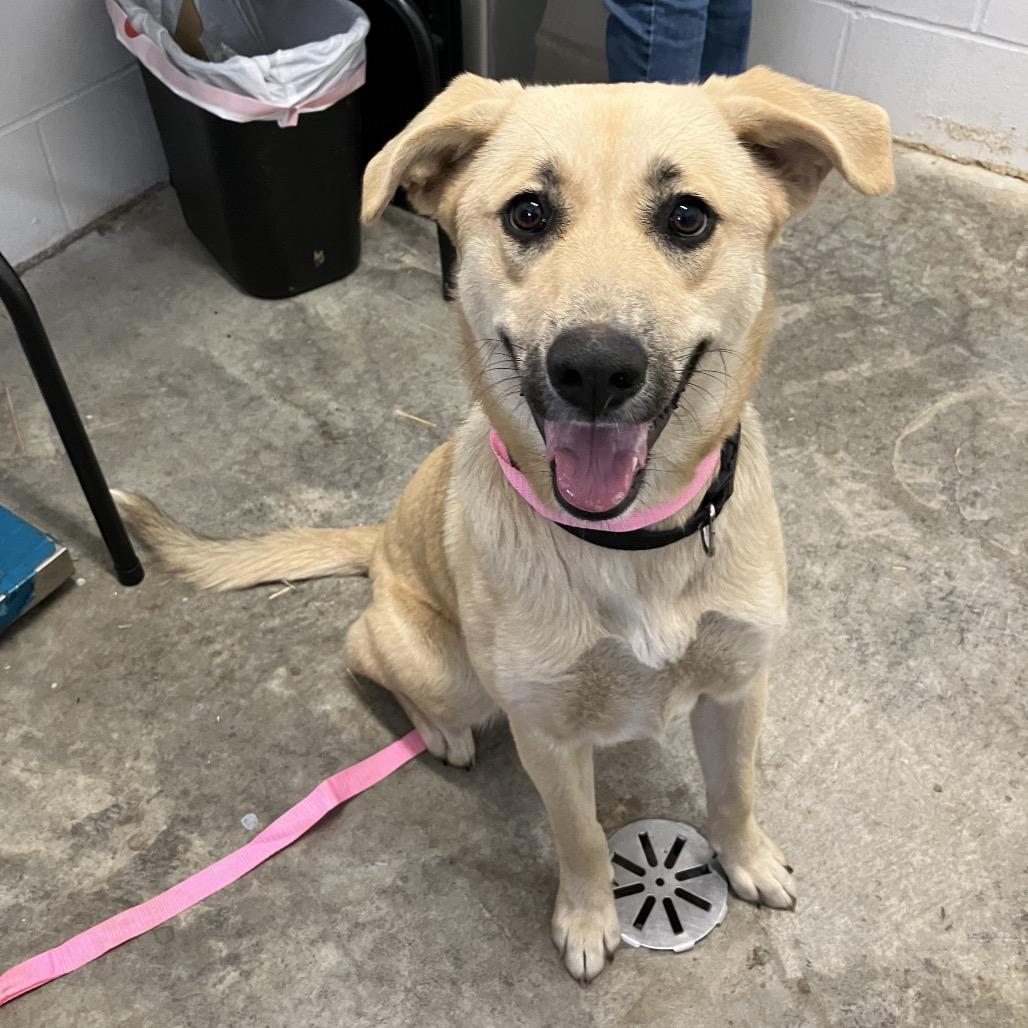 Enlarge Daisy, a ADOPTABLE mixed breed in Sulphur, KY image 2/2