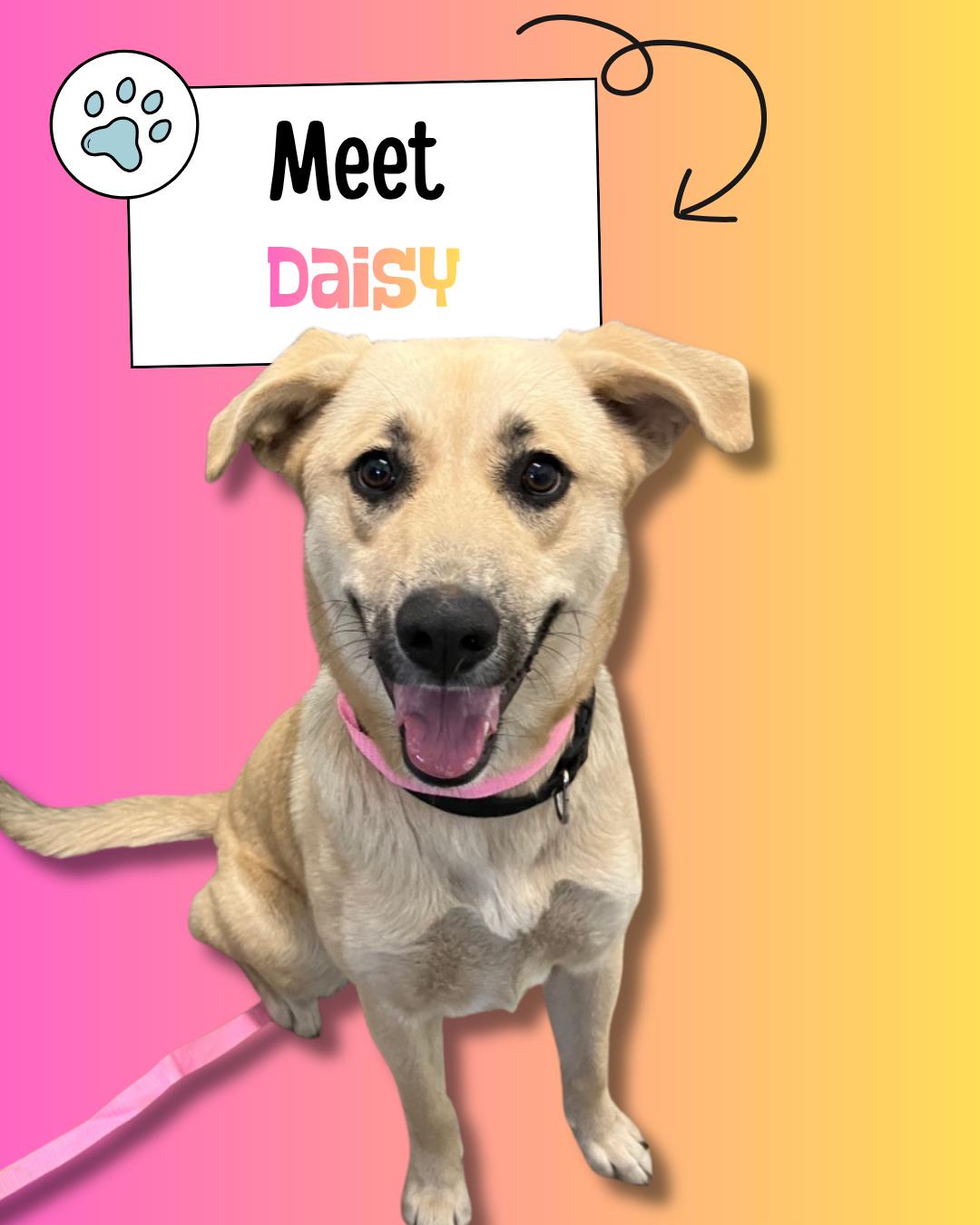 Enlarge Daisy, a ADOPTABLE mixed breed in Sulphur, KY image 1/2