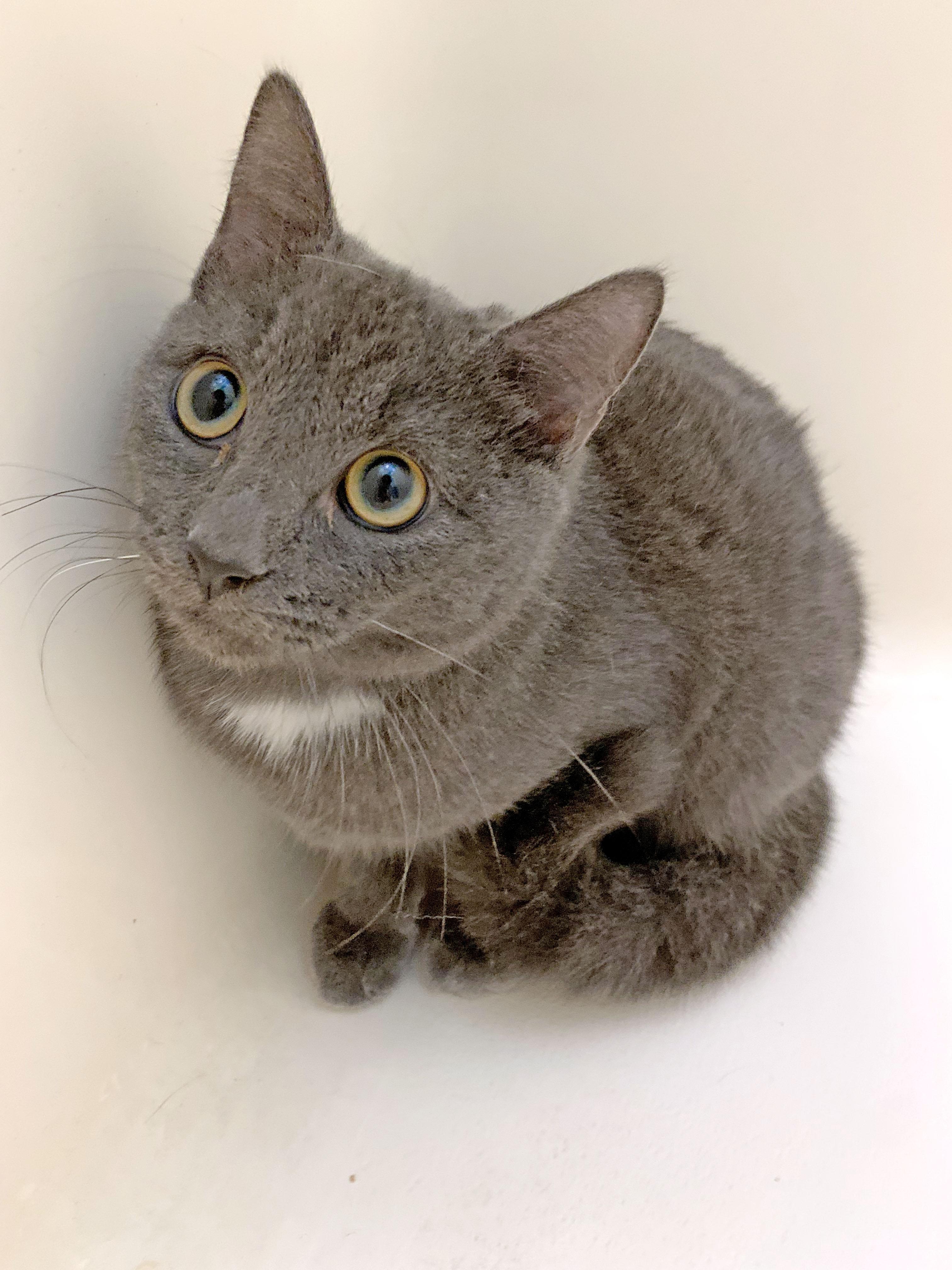 Thumper, a ADOPTABLE mixed breed in Mauldin, SC image 3/4
