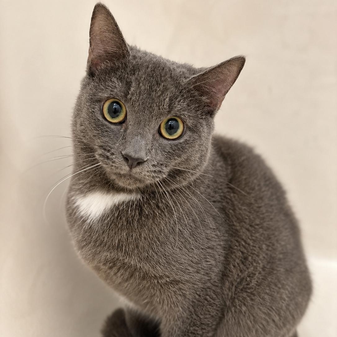 Thumper, ADOPTABLE, Adult Male Russian Blue & Tabby.