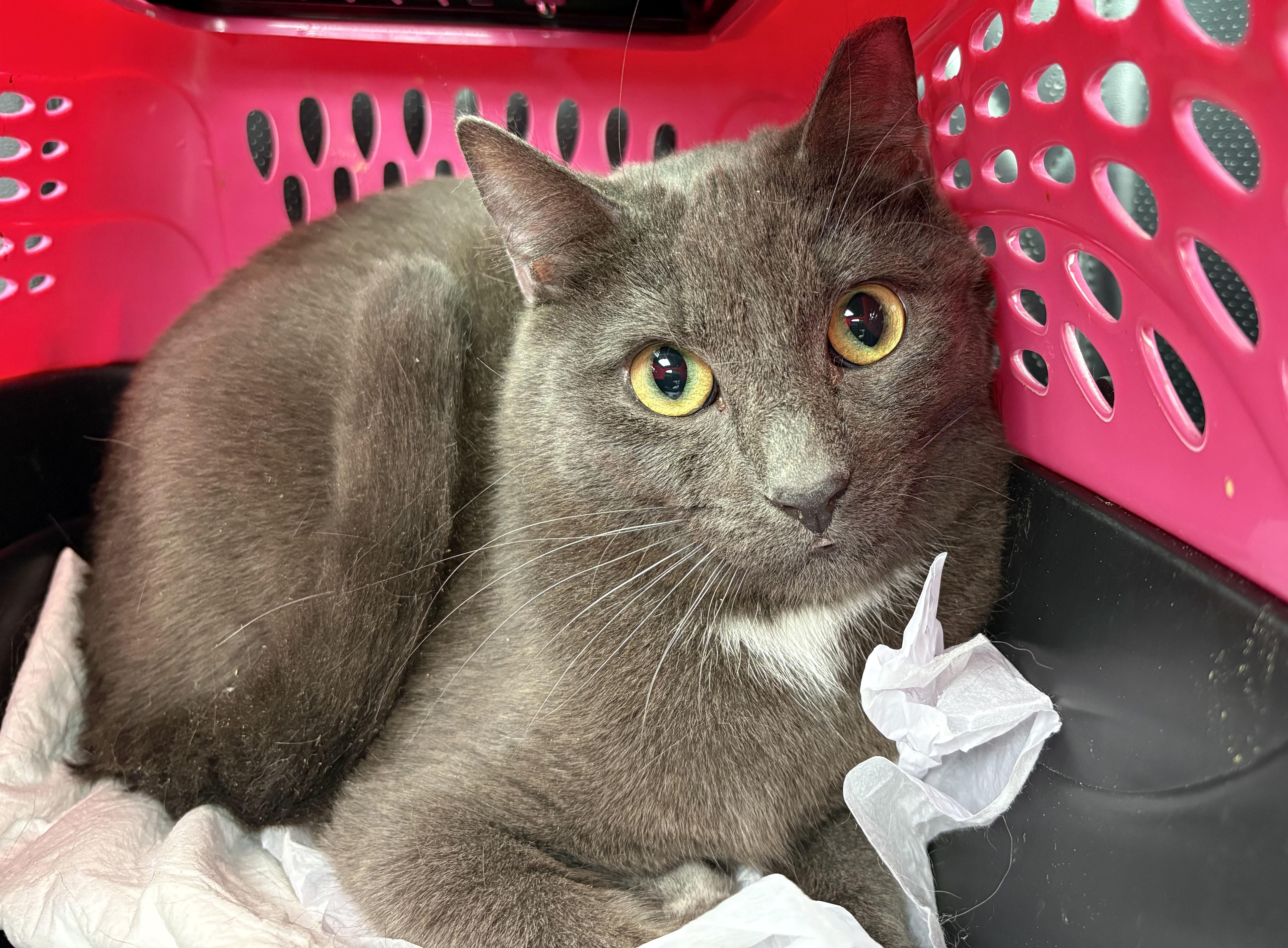 Thumper, a ADOPTABLE mixed breed in Mauldin, SC image 2/4