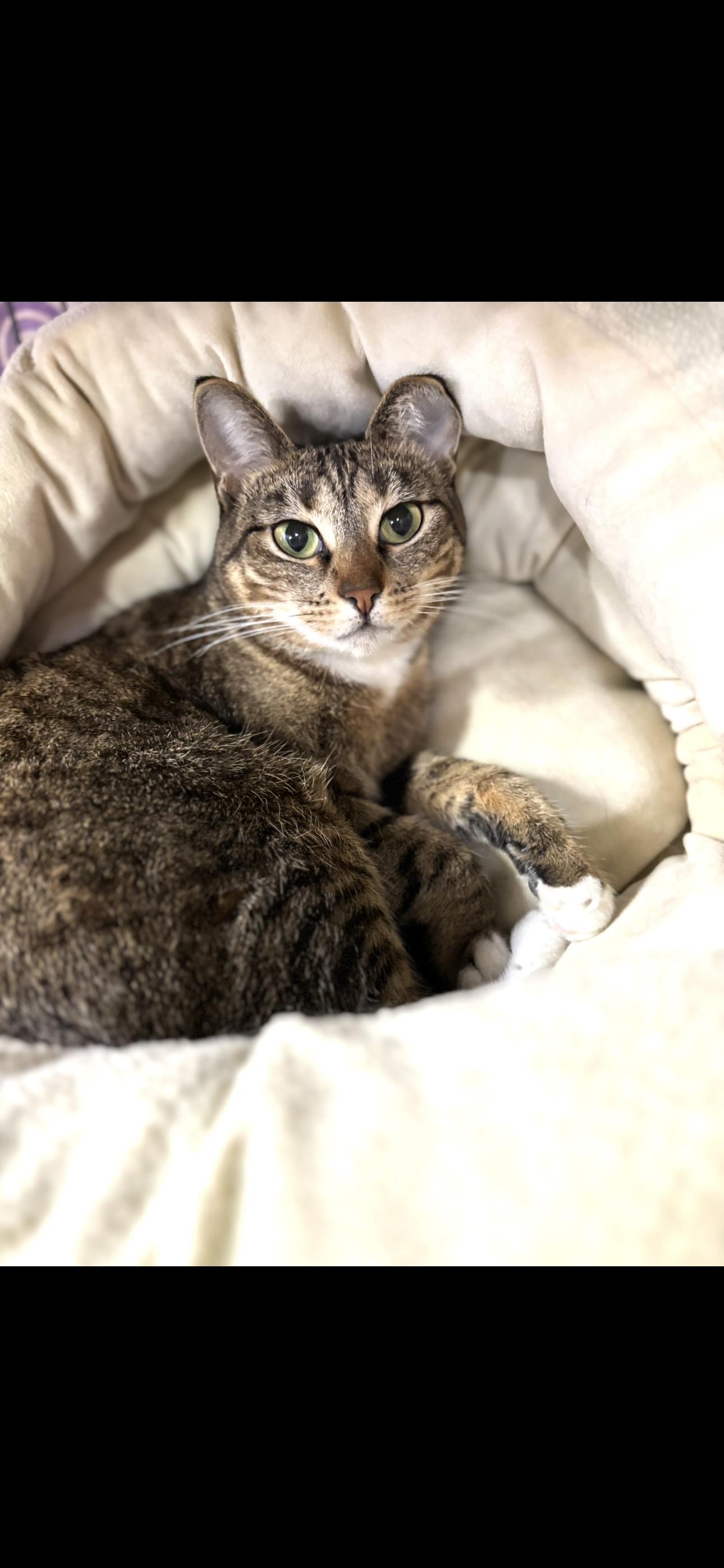 Girdy, Adoptable, Adult Female Domestic Short Hair.