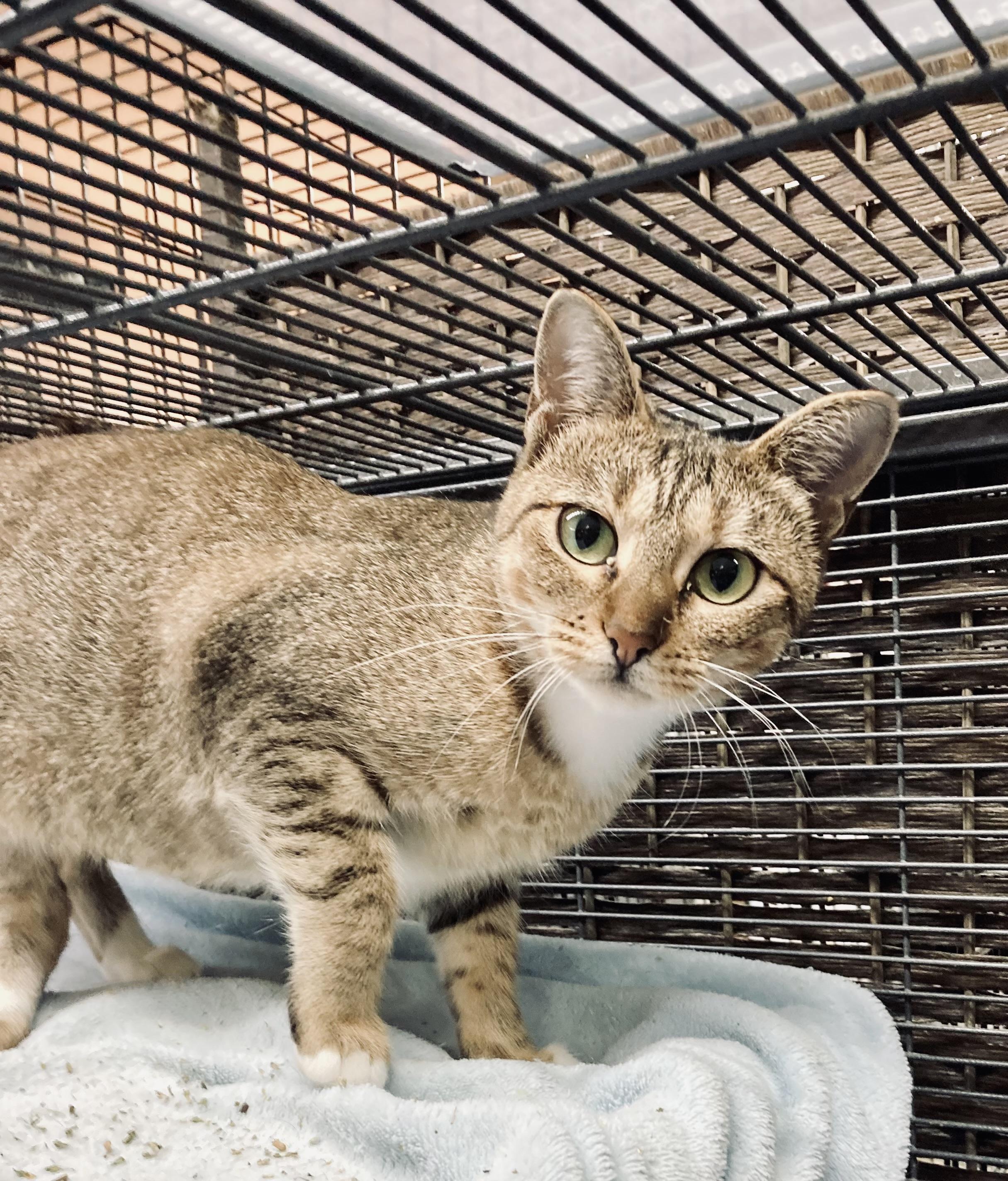 Enlarge Girdy, a Adoptable Domestic Short Hair in Wasilla, AK image 2/3