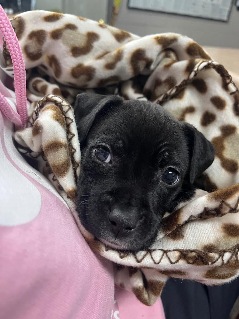 Puddin Pie, Adoptable, Puppy Female Pit Bull Terrier.