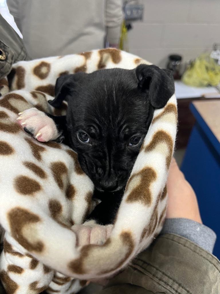 Enlarge Puddin Pie, a Adoptable Pit Bull Terrier in Murray, KY image 2/3