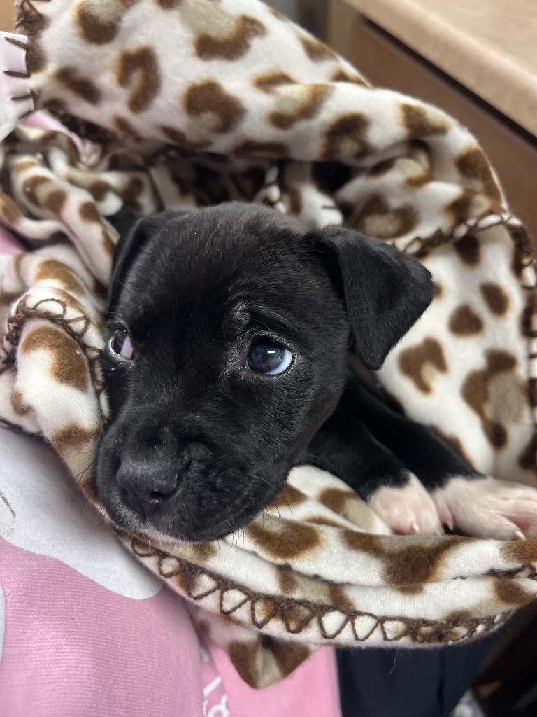 Enlarge Puddin Pie, a Adoptable Pit Bull Terrier in Murray, KY image 3/3
