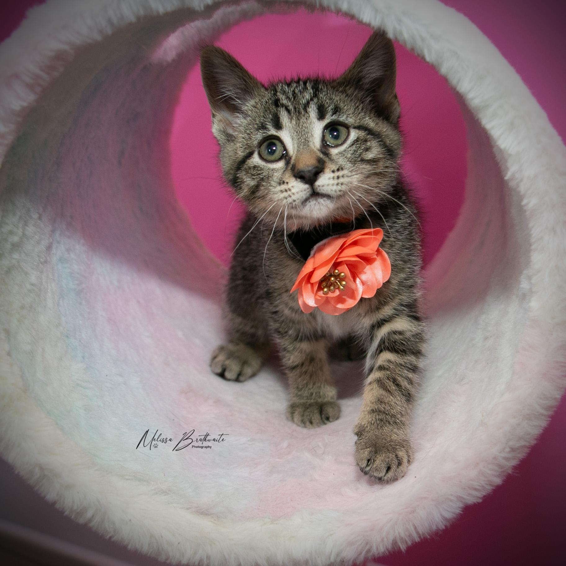 Enlarge Sisi, an adopted Tabby in Calgary, AB image 4/4