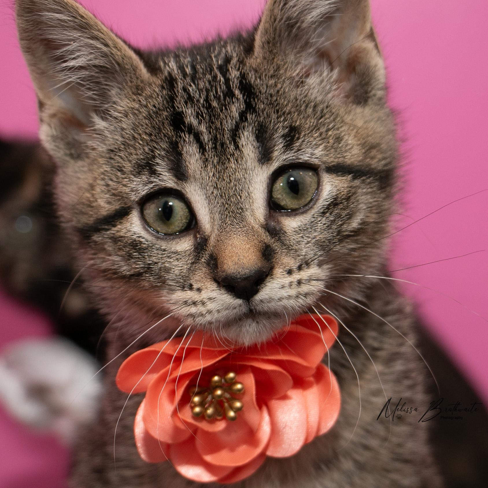 Sisi, adopted, Kitten Female Tabby.