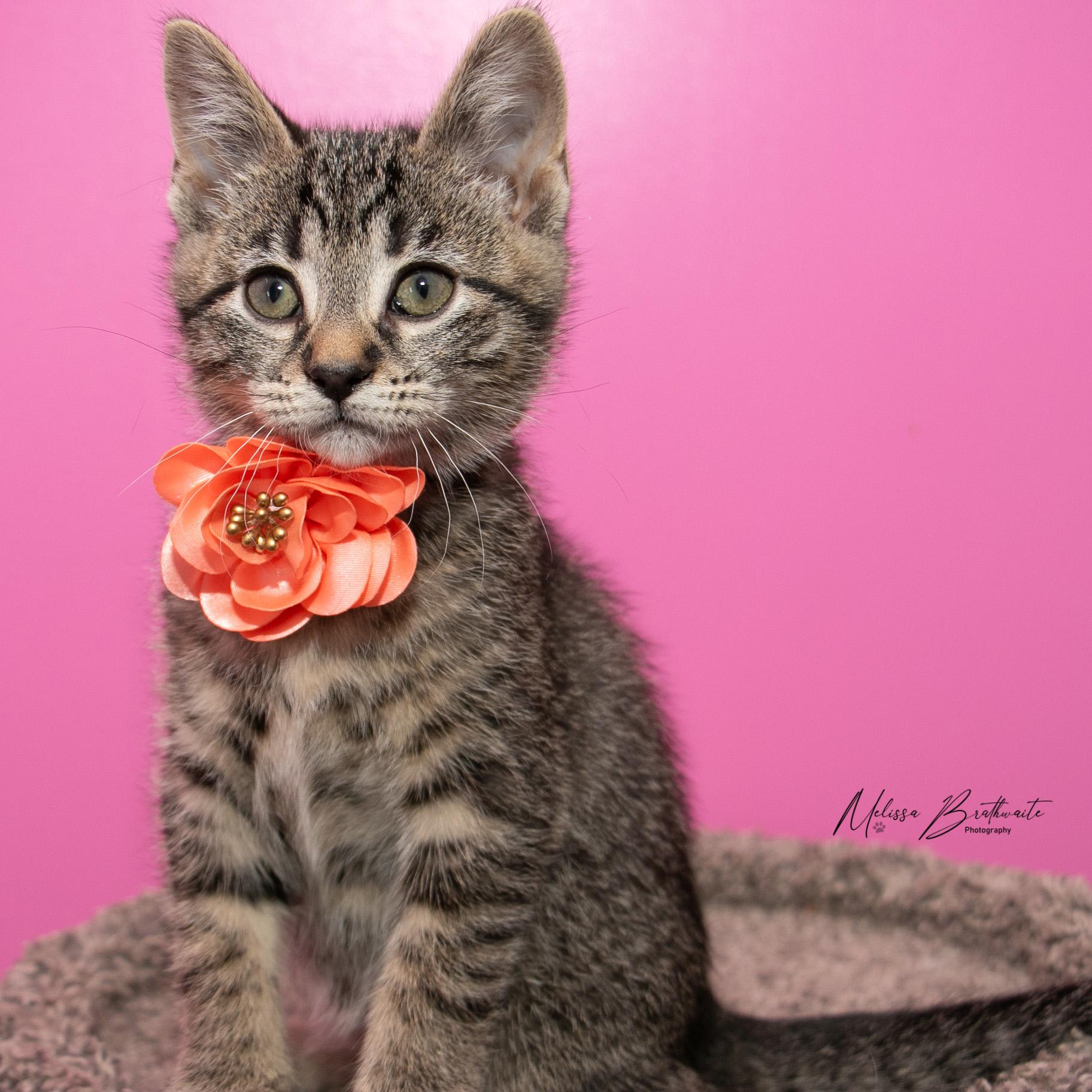 Enlarge Sisi, an adopted Tabby in Calgary, AB image 2/4