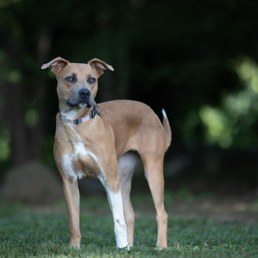 Enlarge Feyre, a Adoptable mixed breed in Rossville, GA image 1/6